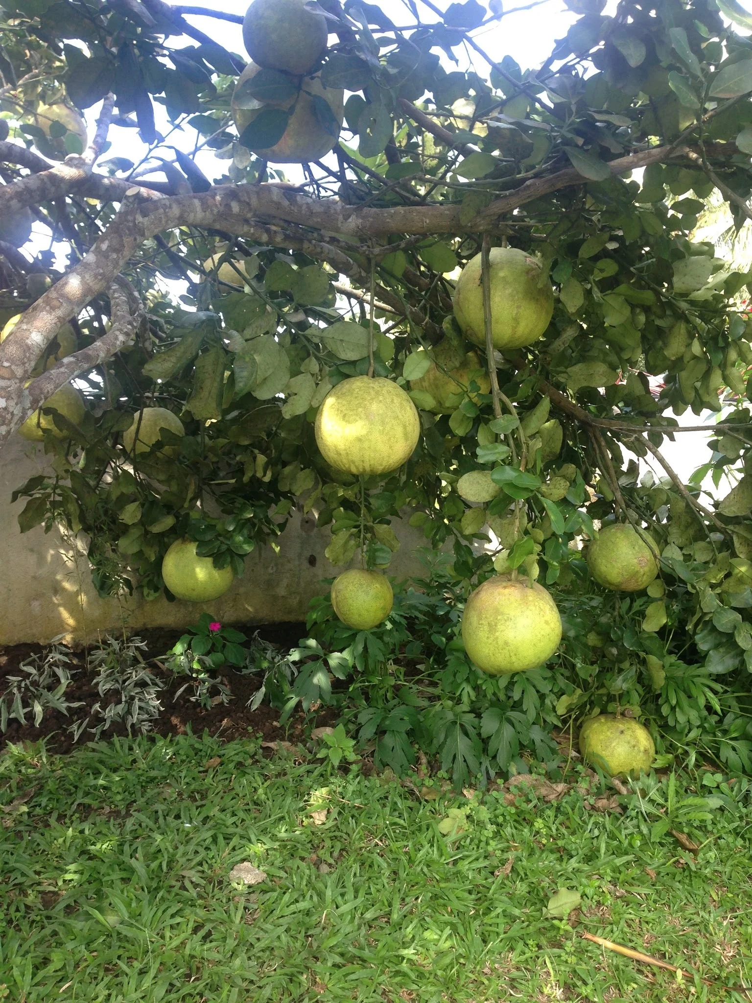Pomelos growing! 