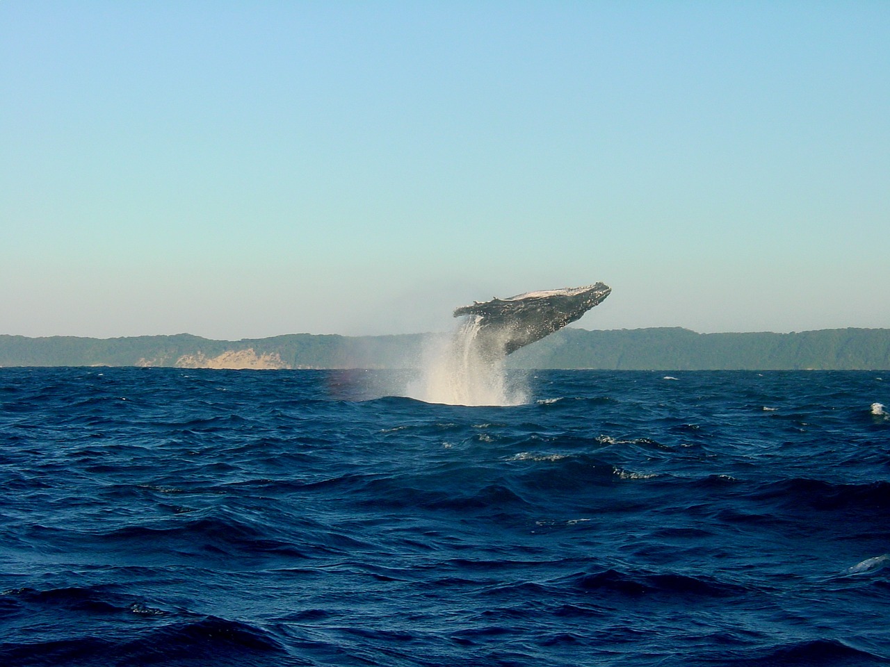 wal-2432789_1280.jpg