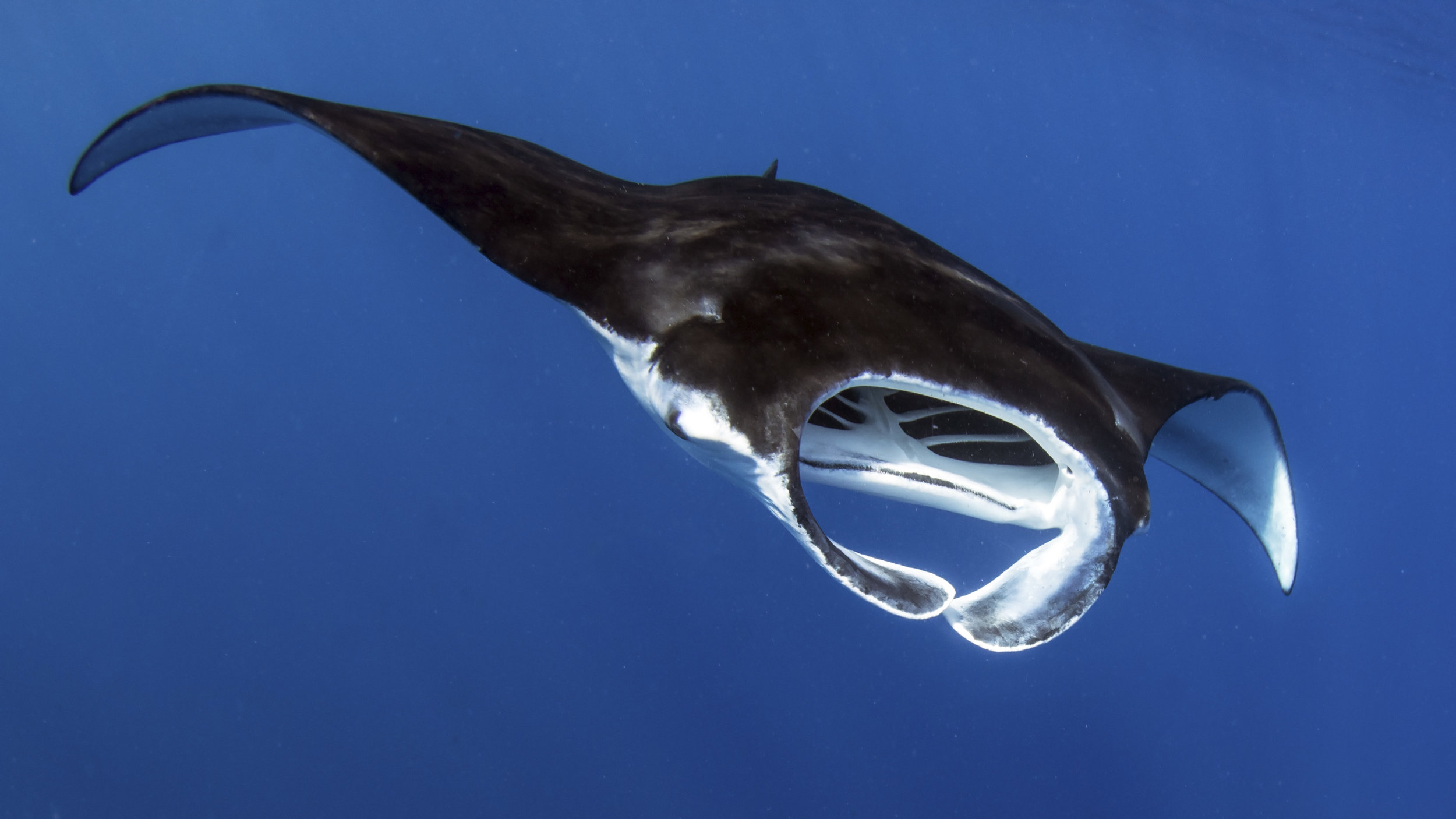manta 05.jpg