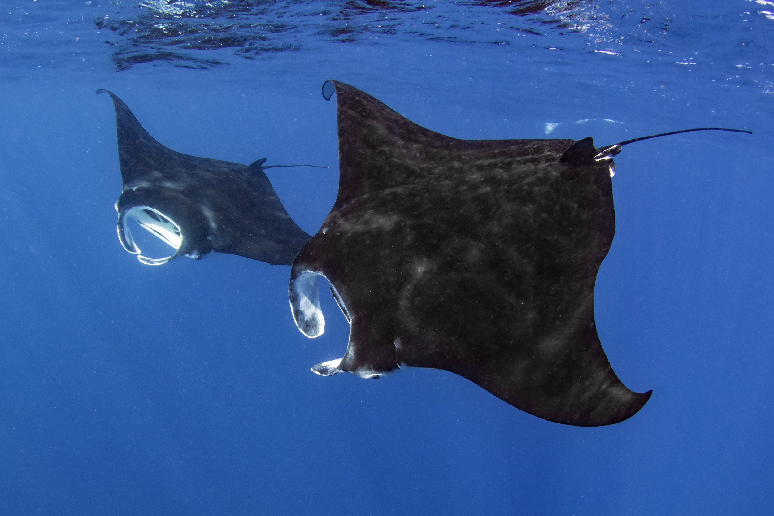 manta 06.jpg