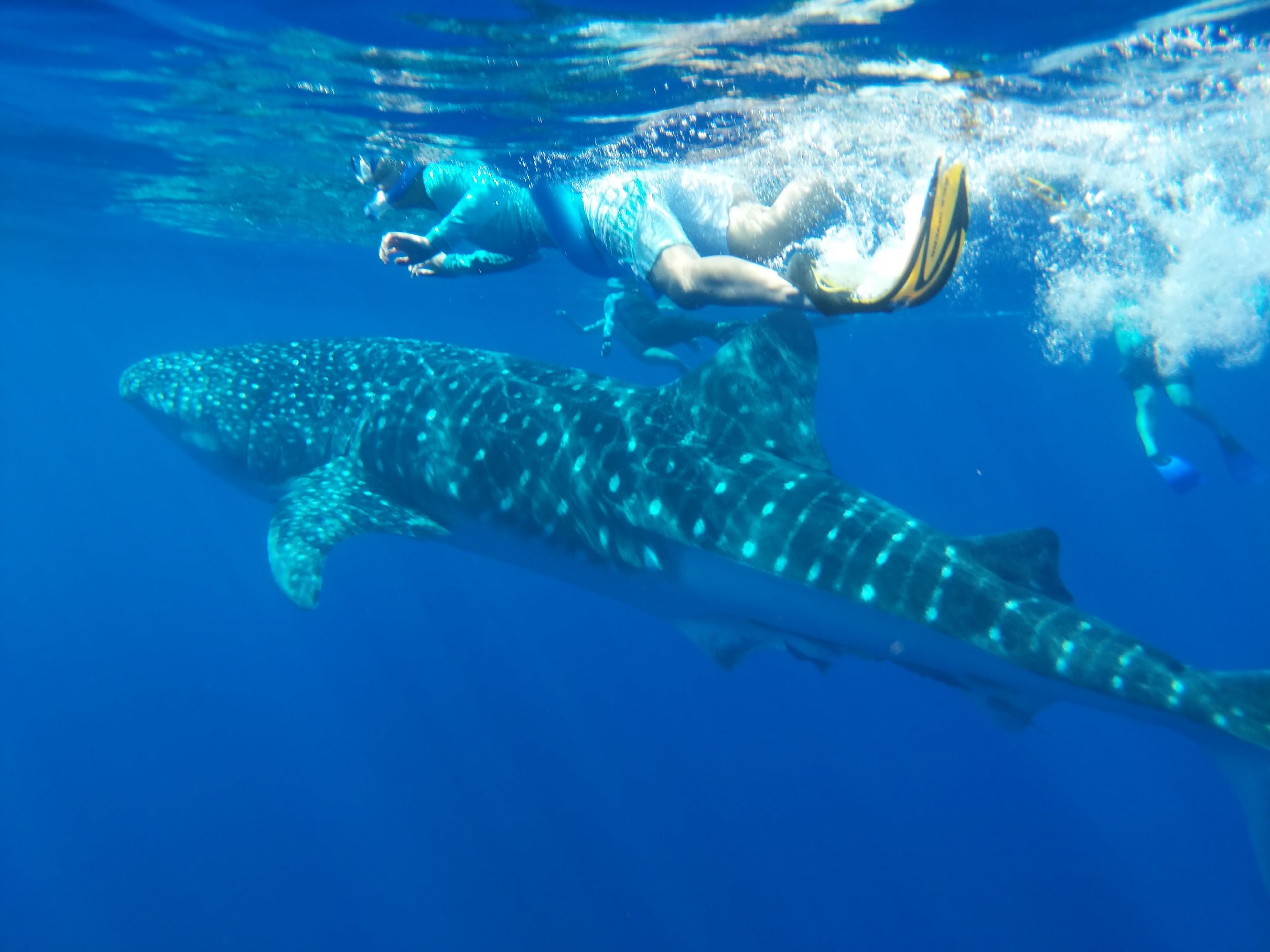 whaleshark.jpg