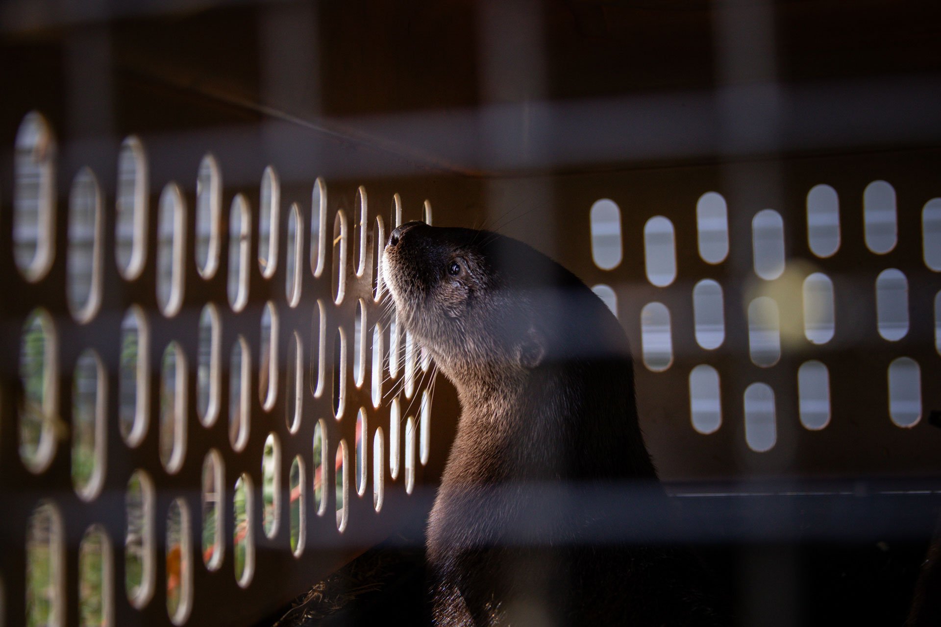 20230927_newildliferehab_moates-8365.jpeg
