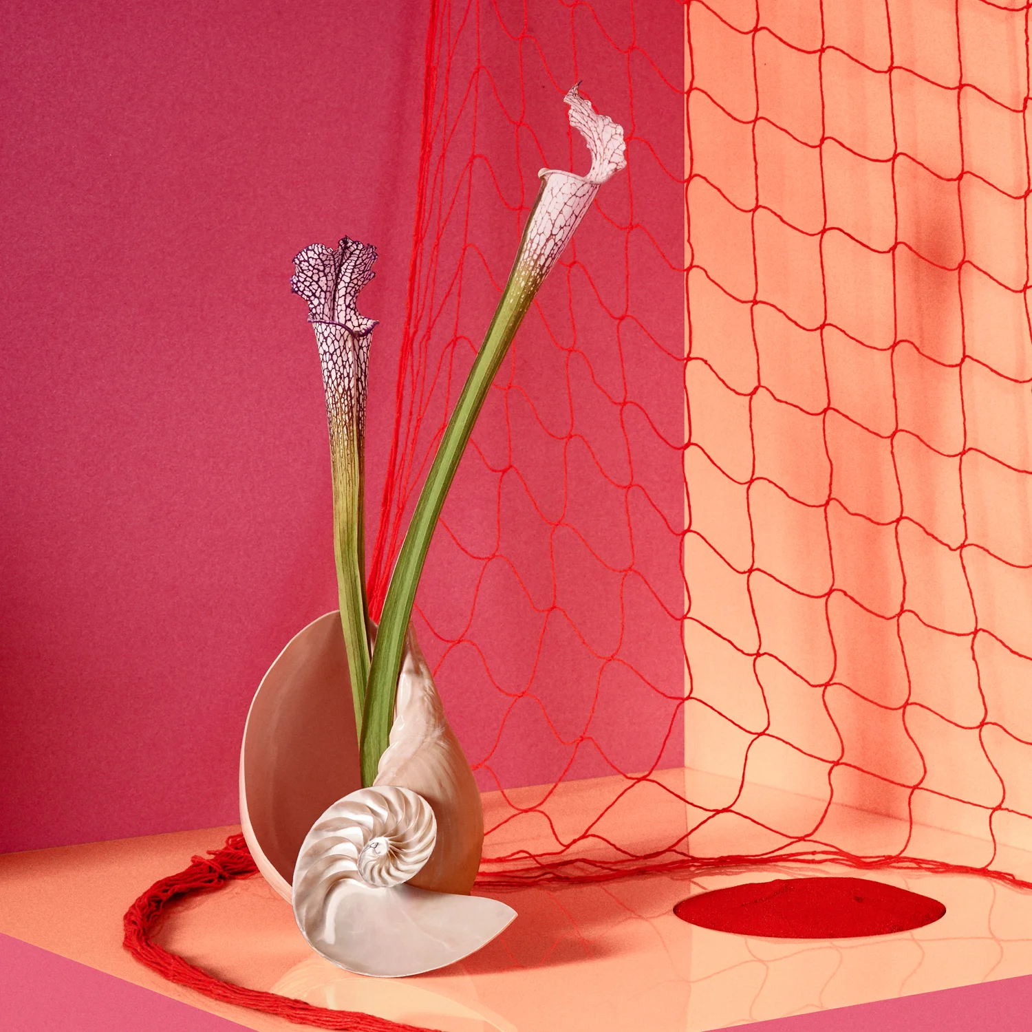 Shell&Net_Web.jpg