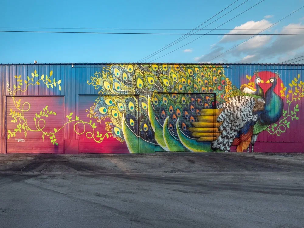 Peacock mural by Ms. Yellow Wabash Walls 2019 Lafayette Indiana.jpg