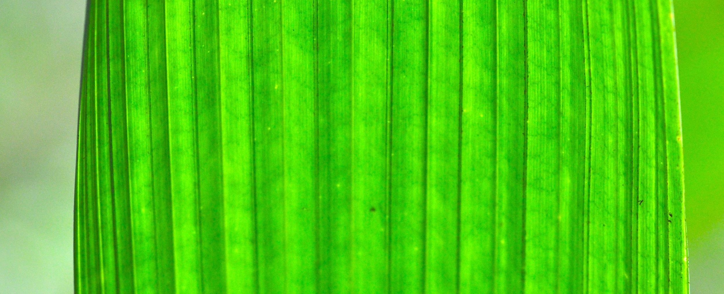 leaf.jpg