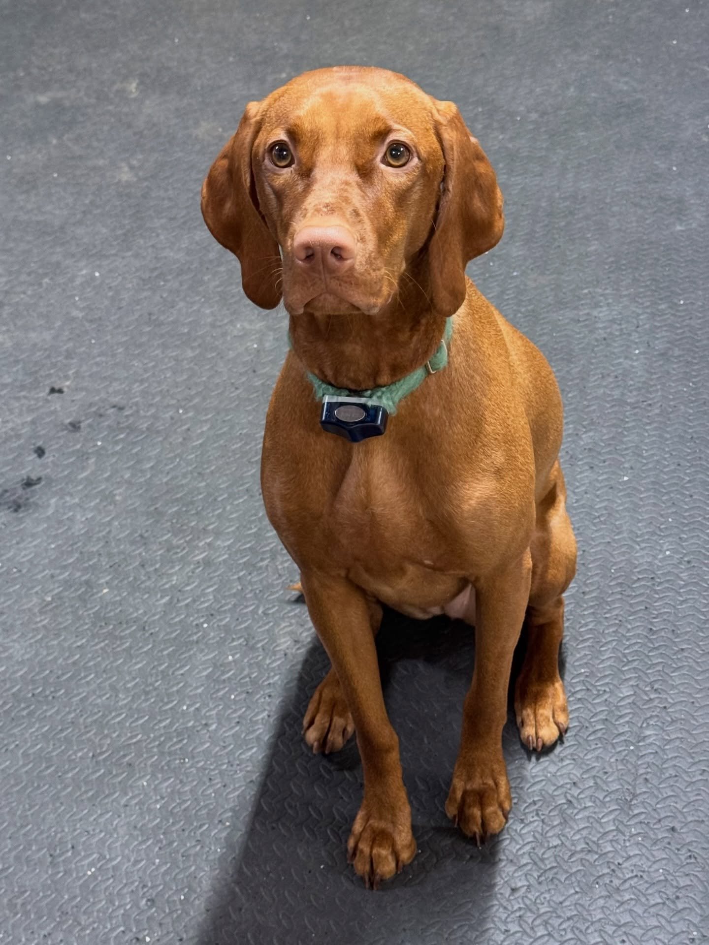 Meet my shop dog, Max 🐾
Namesake of Maxine from Stranger Things.

She&rsquo;s a Vizsla, which means equal parts Velcro dog, morale booster, and professional treat supervisor.

With Volume 2 of Season 5 of Stranger Things dropping Dec 25, the hype is