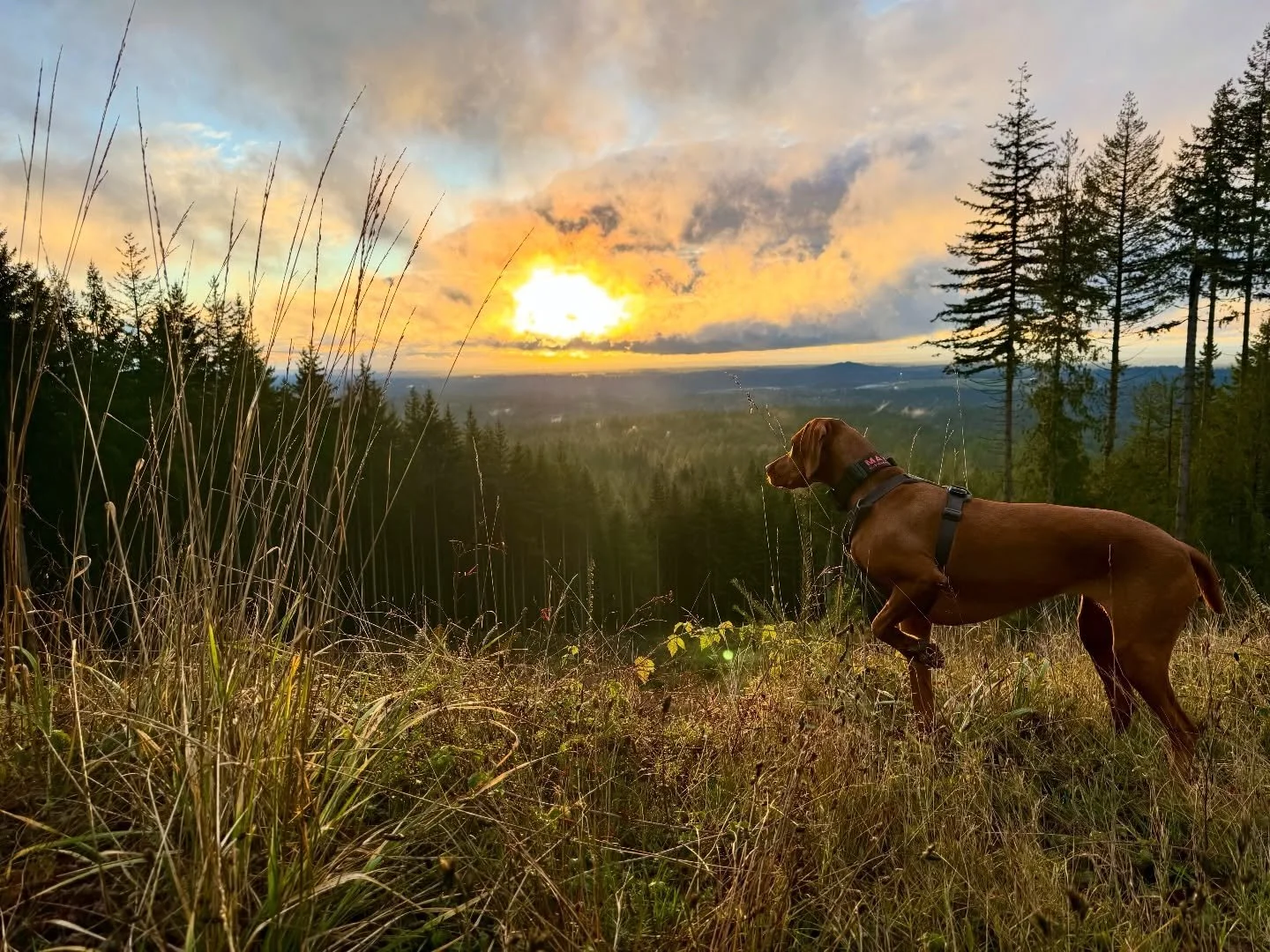A quick hike in the backyard before Santa arrives. Merry Christmas everyone! 🎄🎅 #xmas #vizsla #hiking #shopdog #tigermountain