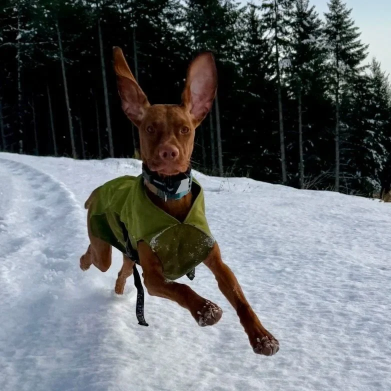 A dog running through snow, wearing a green jacket, with tall trees in the background.