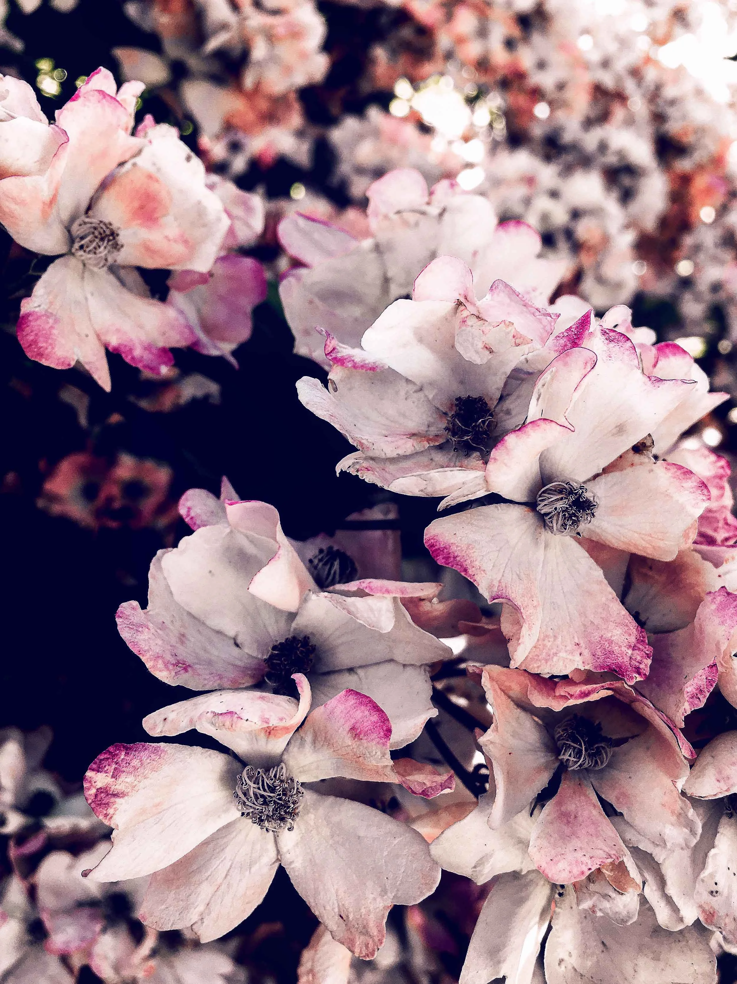 <a href="/afternoons">Afternoons...</a>