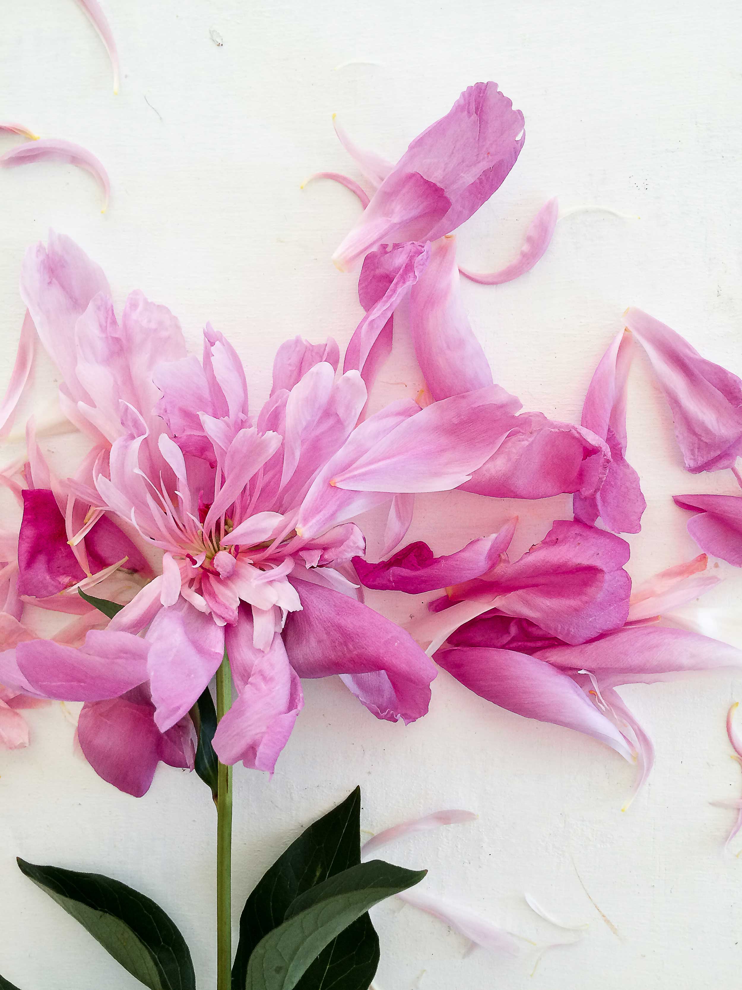 <a href="/wabi-sabi">Wabi-Sabi</a>