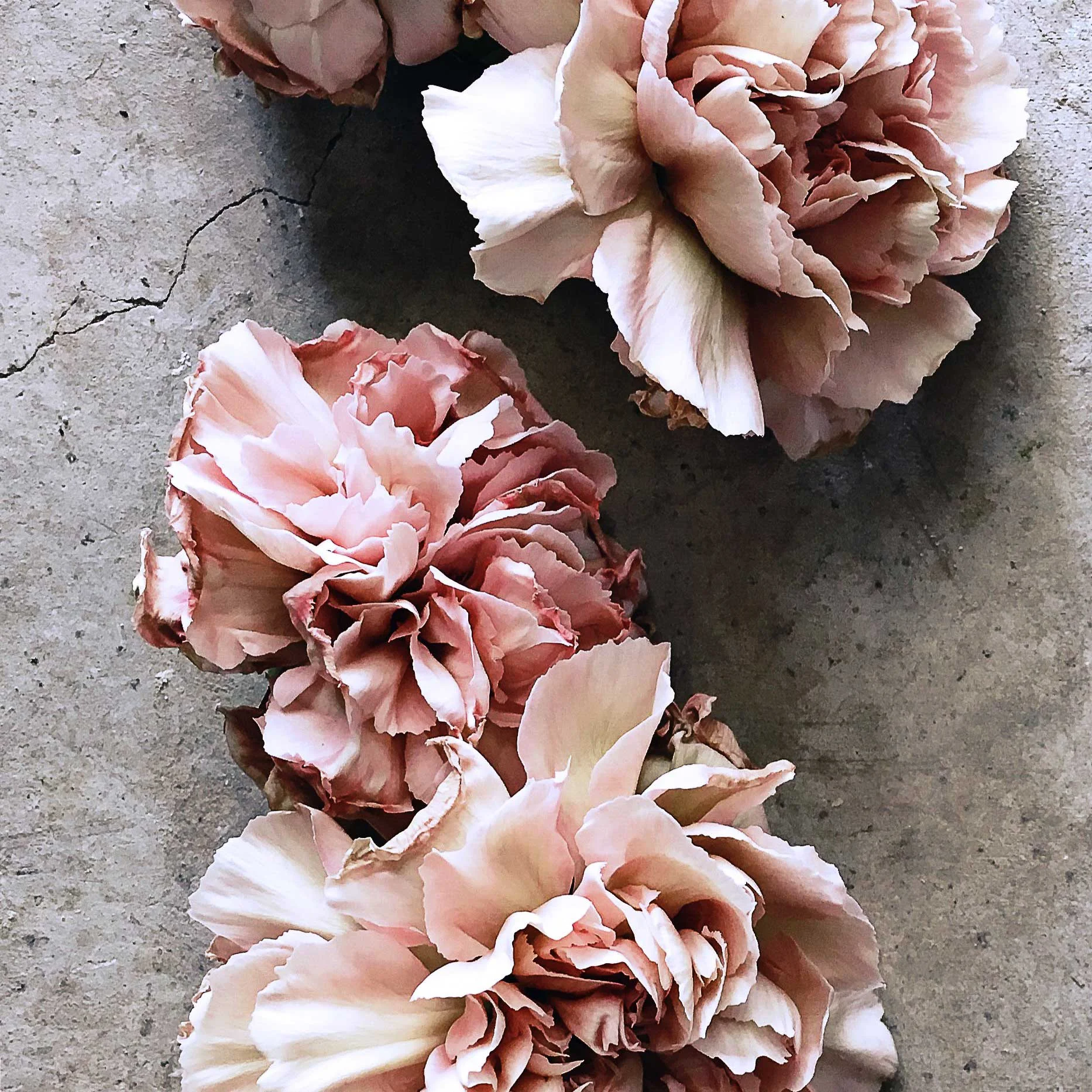 15cm x 15cm (6" x 6")