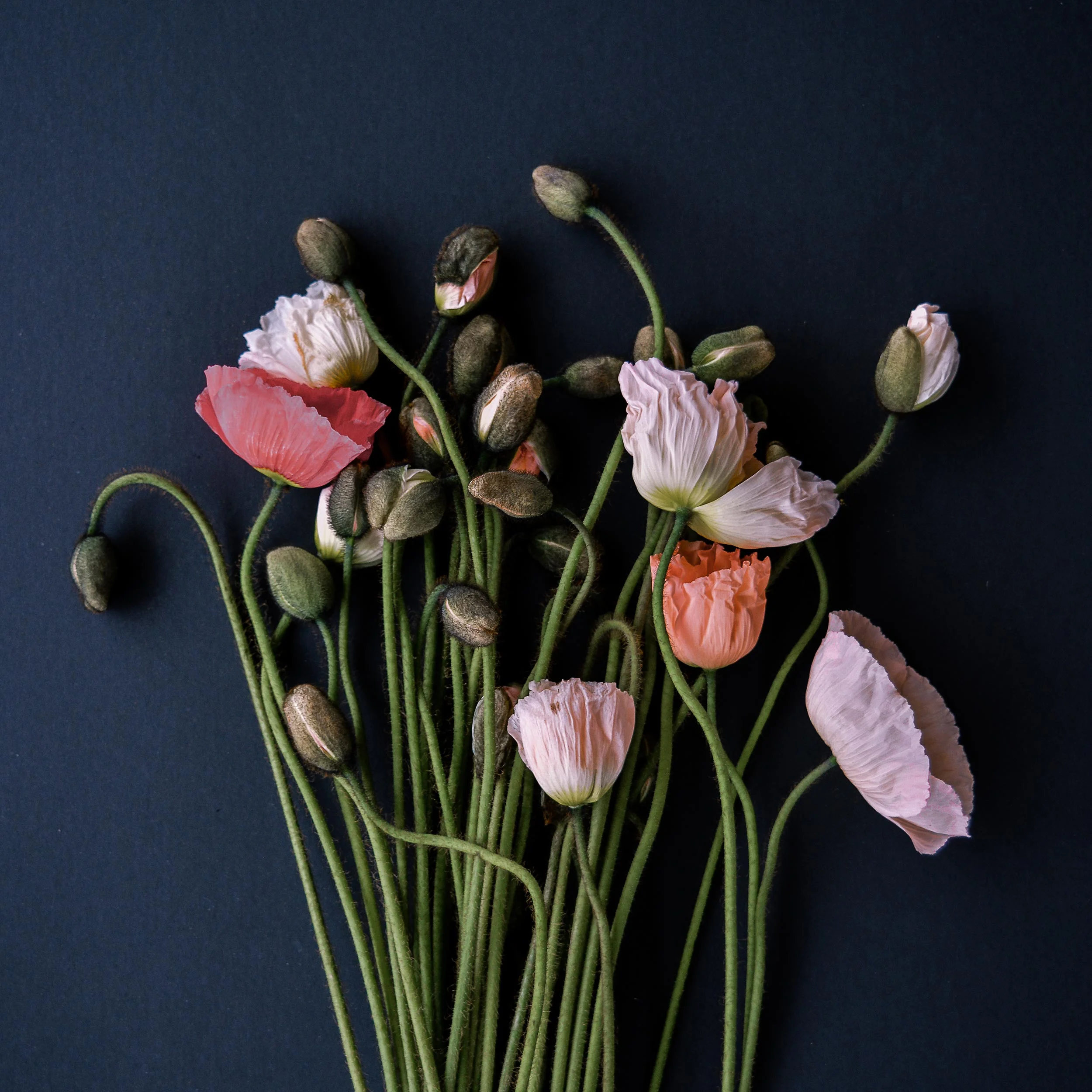 <a href="/deep-blue">The Deep Blue</a>