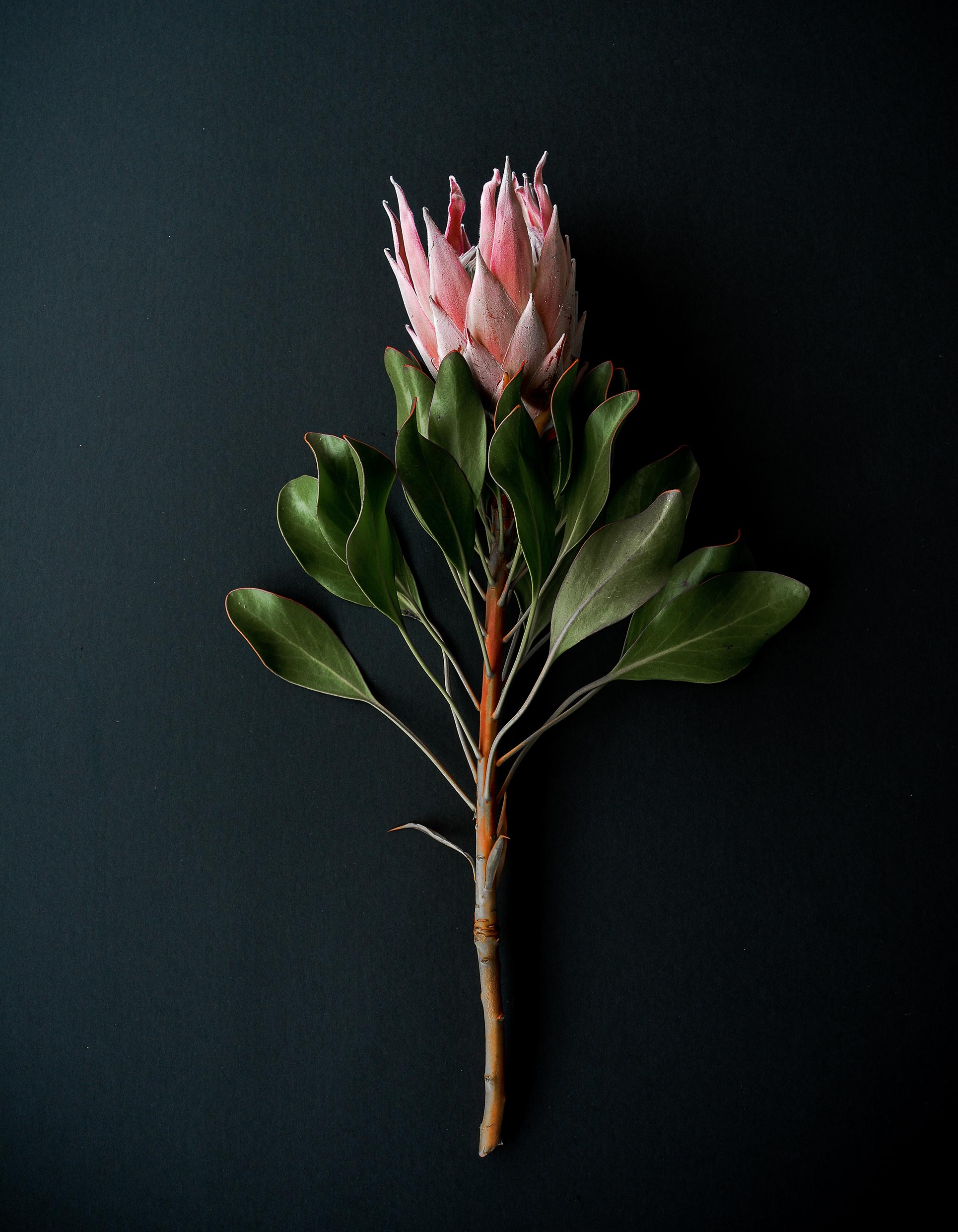 <a href="/new-products">The Moody King</a>