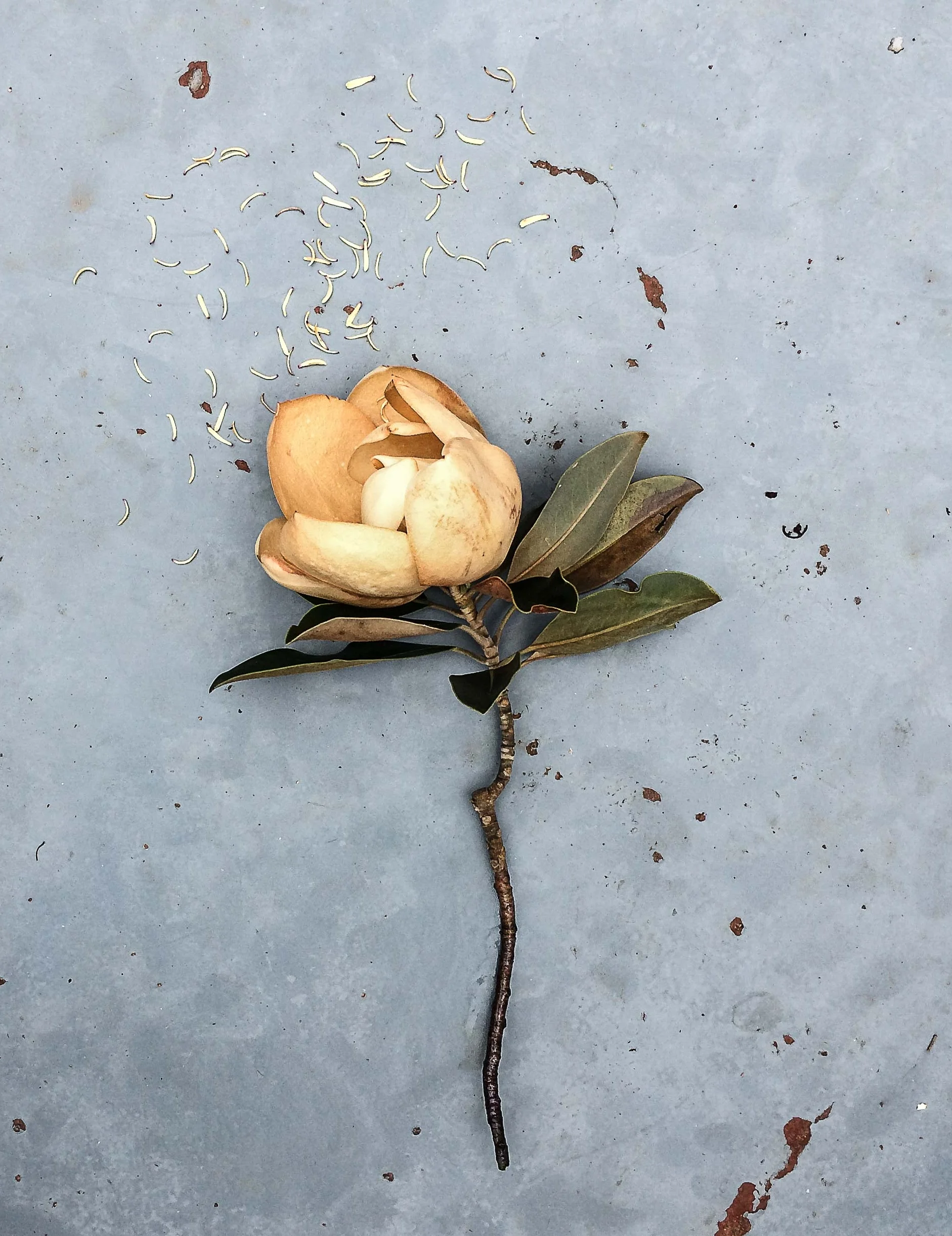 <a href="/magnolias">Magnolias</a>