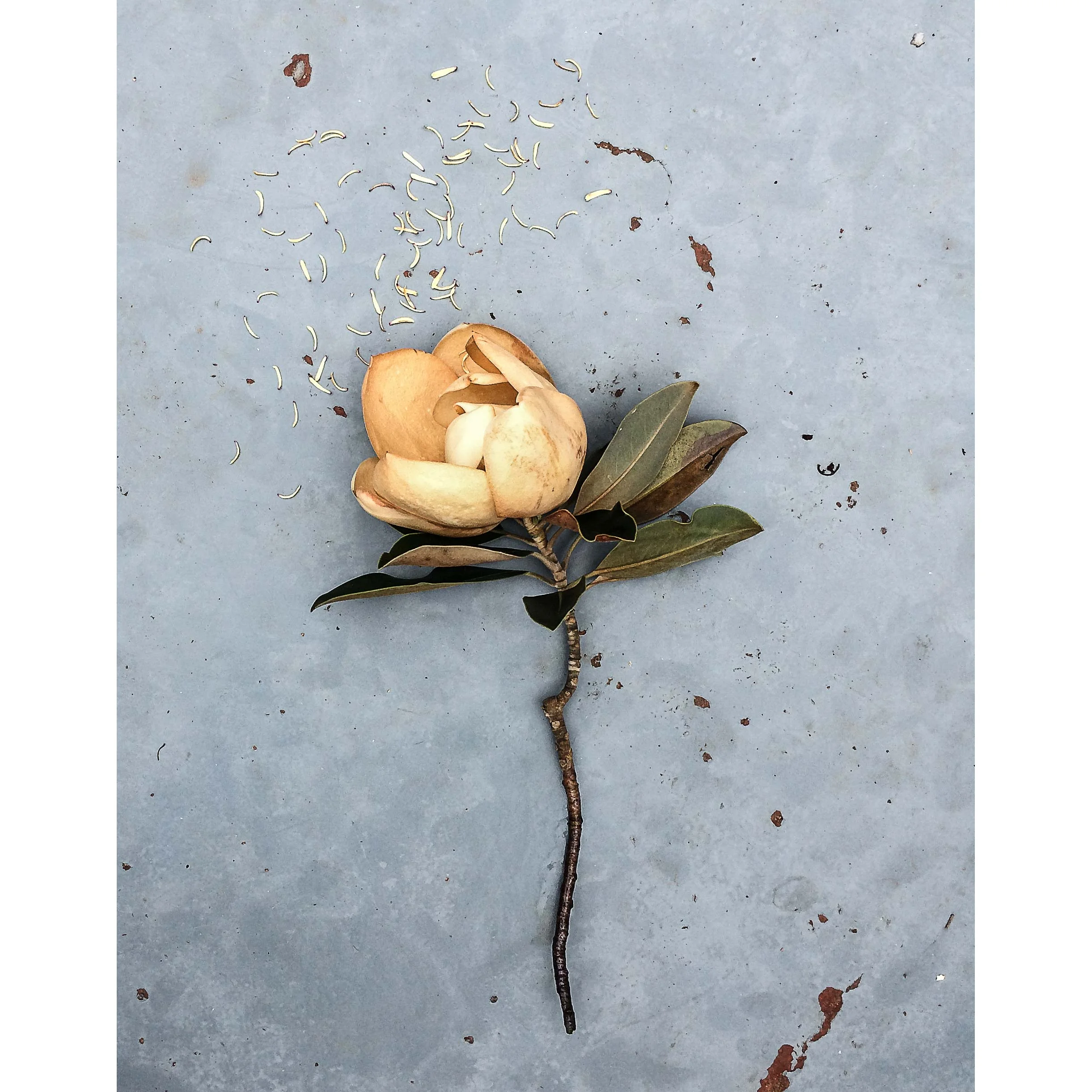napier_magnolia_11x14.jpg
