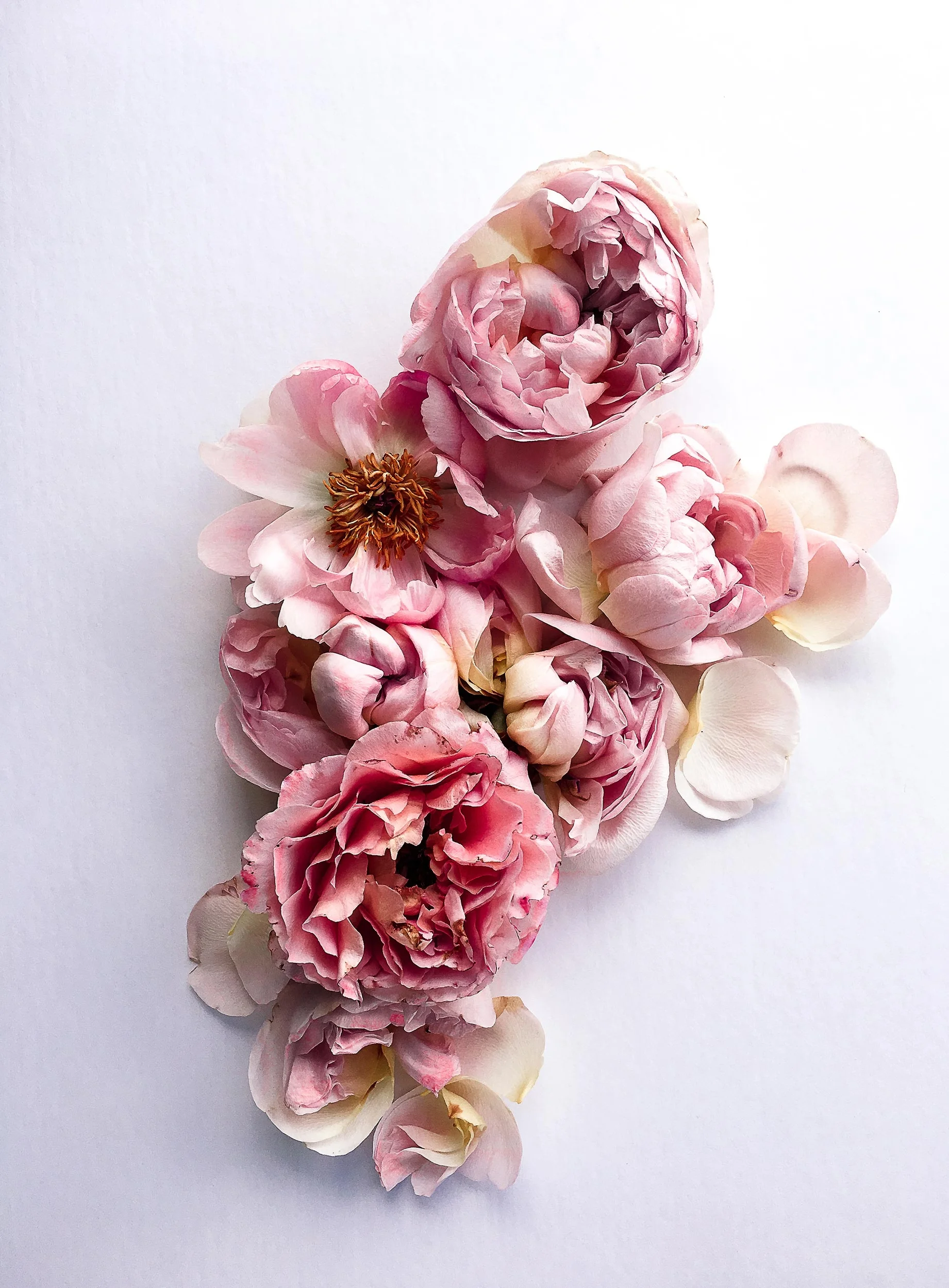 <a href="/la-vie-en-rose">La Vie En Rose</a>