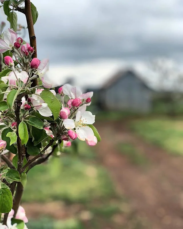 Back when it was cherry season @biteriot 
Not sure I’m ready for you Autumn 🍂