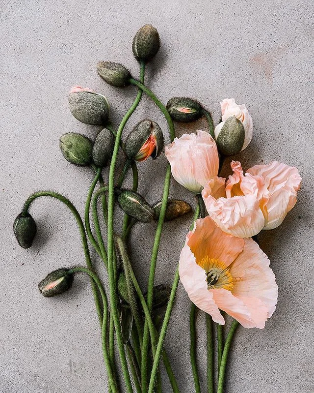 Poppy love. Think they might be my favourite.