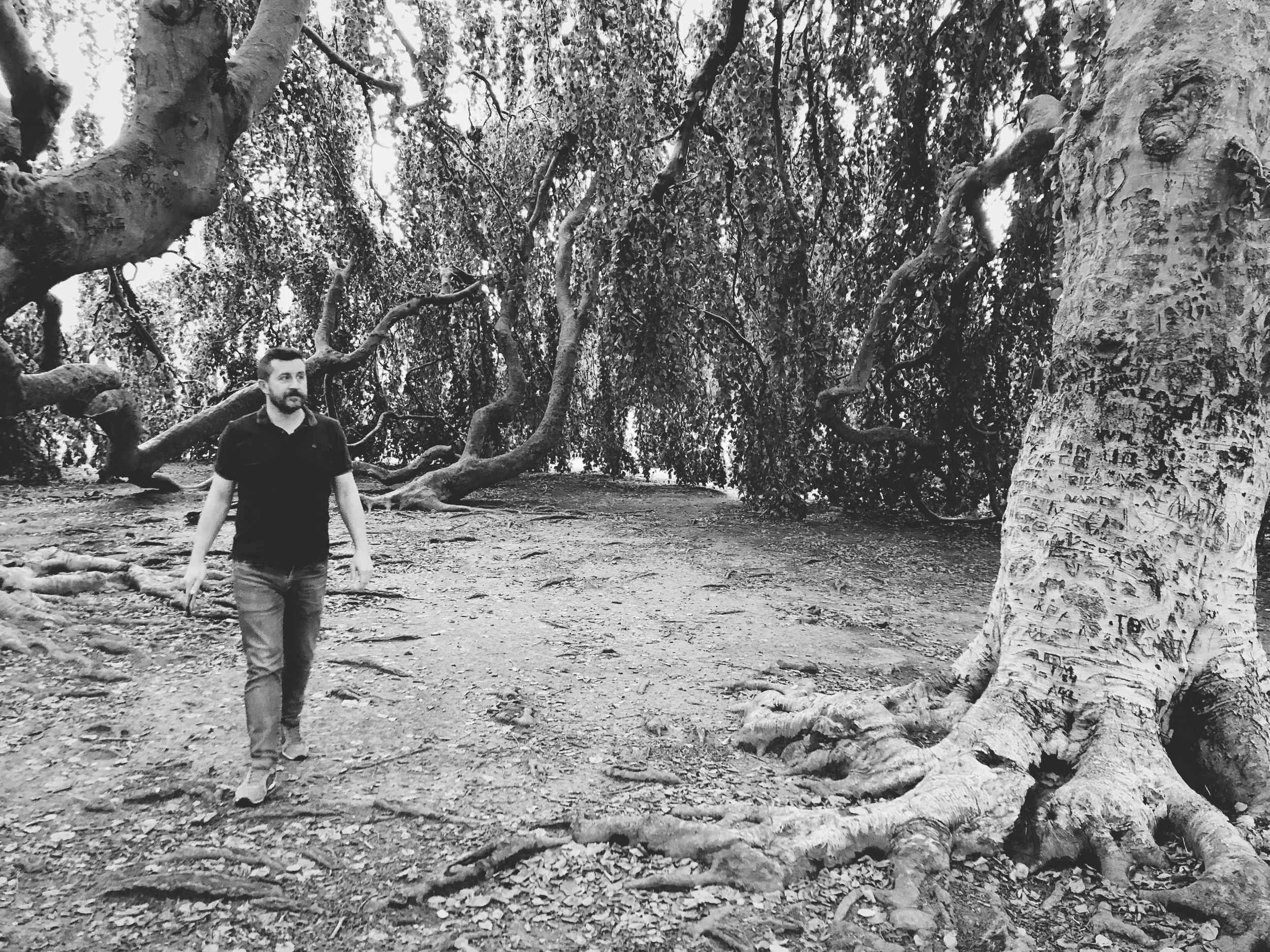Martin wandering under a magical tree located on the grounds of a potential wedding venue