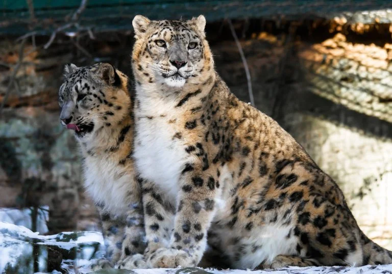 Snow-Leopard.jpg