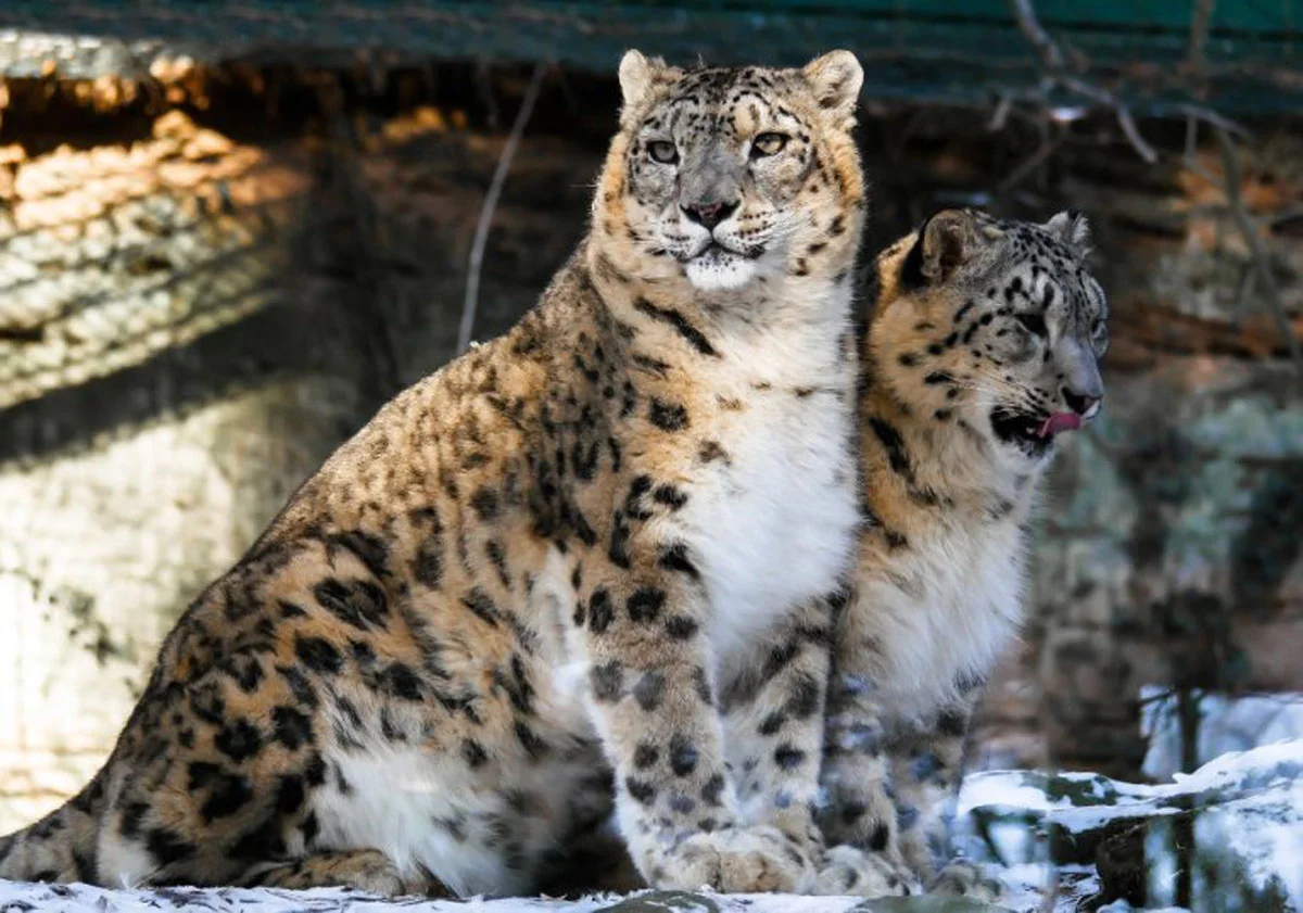 Snow-Leopard.jpg