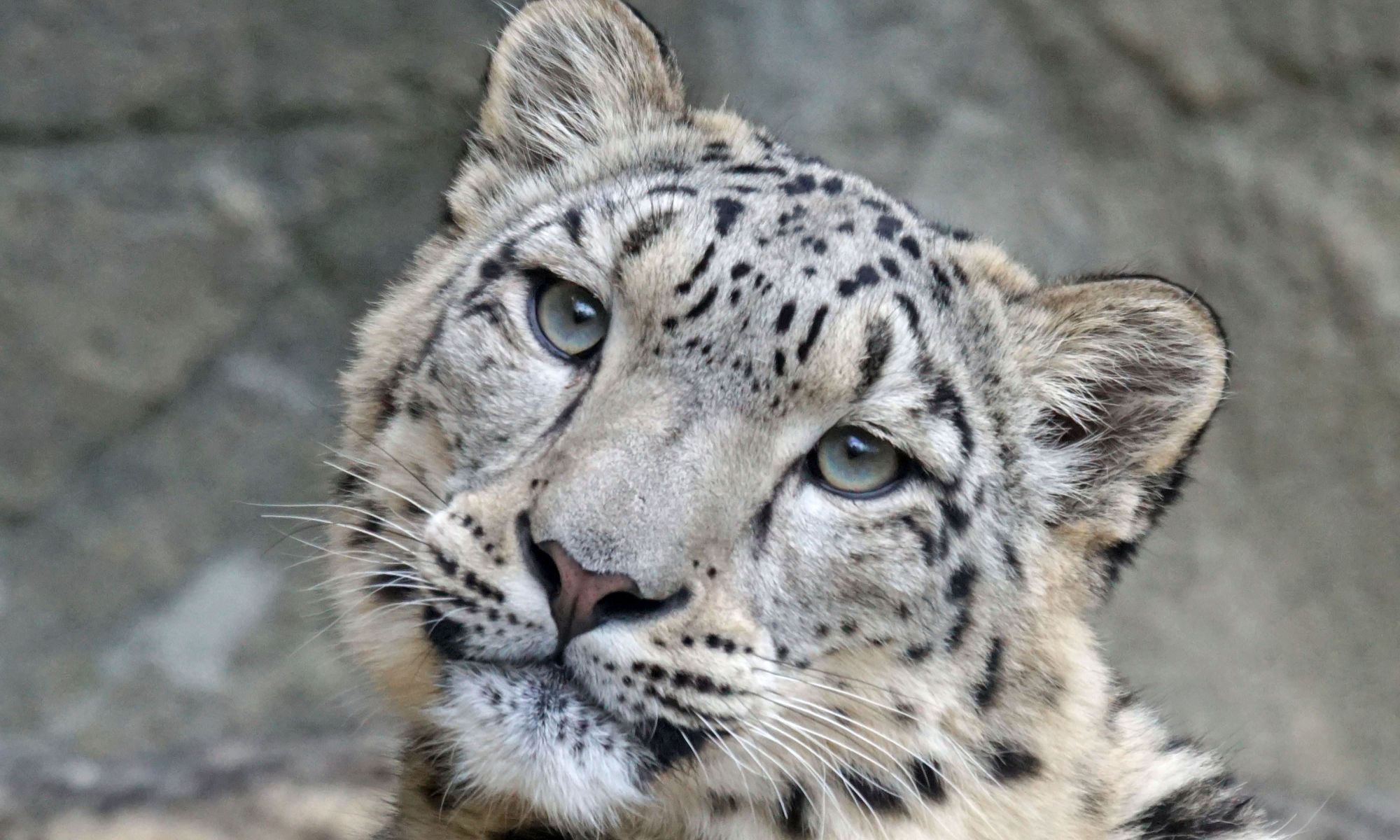 Snow-Leopard-1.jpg
