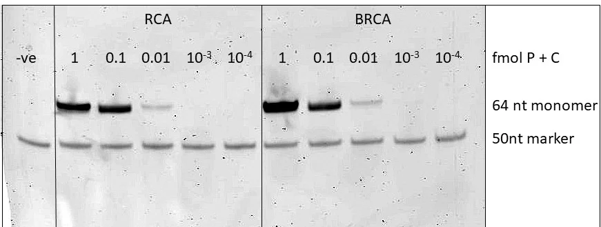 The top bands show the long chain of DNA digested. The bands for BRCA are slightly darker than for RCA only......but they should be soooooooo much darker! :(
