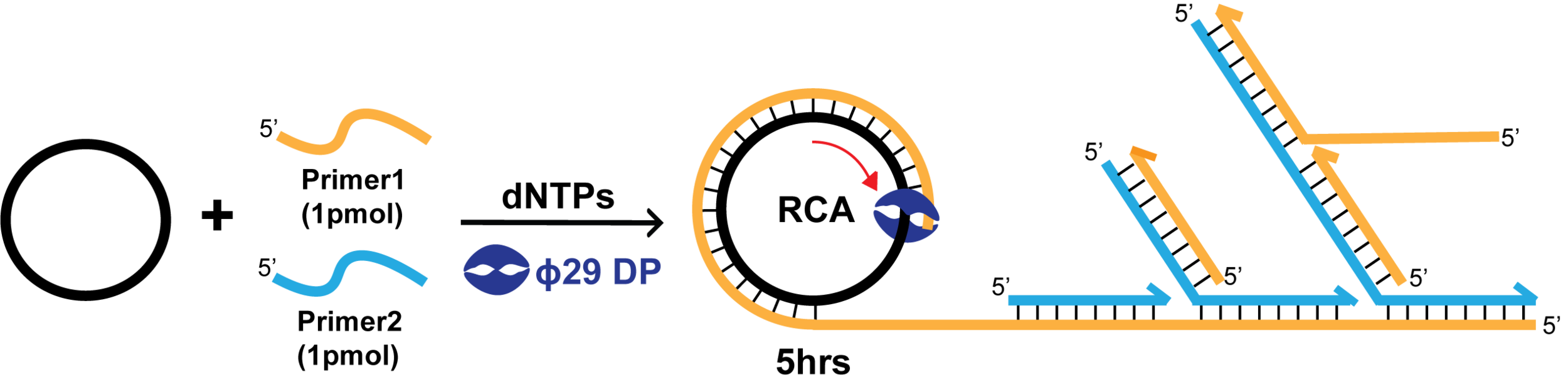 Hyper-branched Rolling-circle Amplification (HRCA)- produced even more copies of the DNA you're targeting!