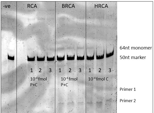 Those faint bands you can see above the very dark marker band shows that we are able to produce multiple copies of DNA from very low quantities of target DNA....0.0001 fmol = 100 zeptomoles = 10000 copies of DNA!!!&nbsp;