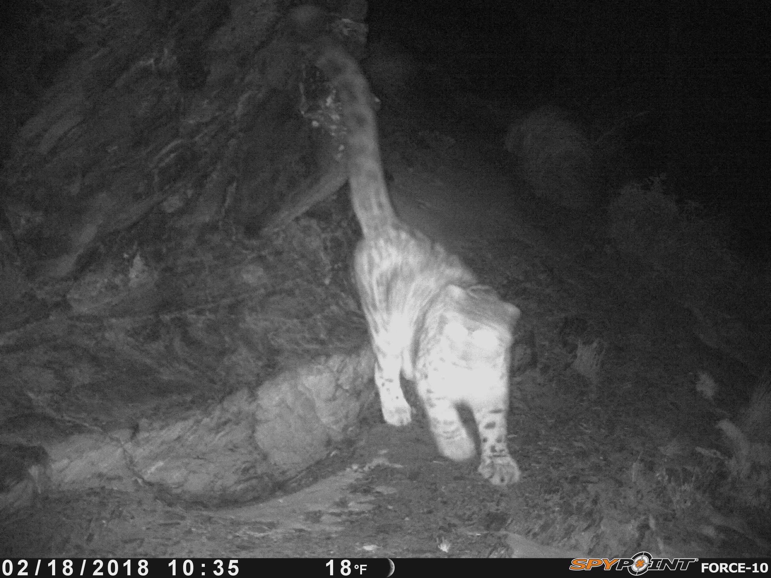 Snow Leopard tracks confirmed by camera trap in Lower Mustang