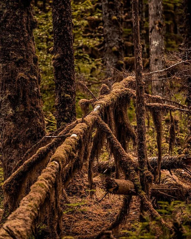 Another one for the #pmgridchallenge. Slowly moving toward the bright yellows...
Decay in the rainforest