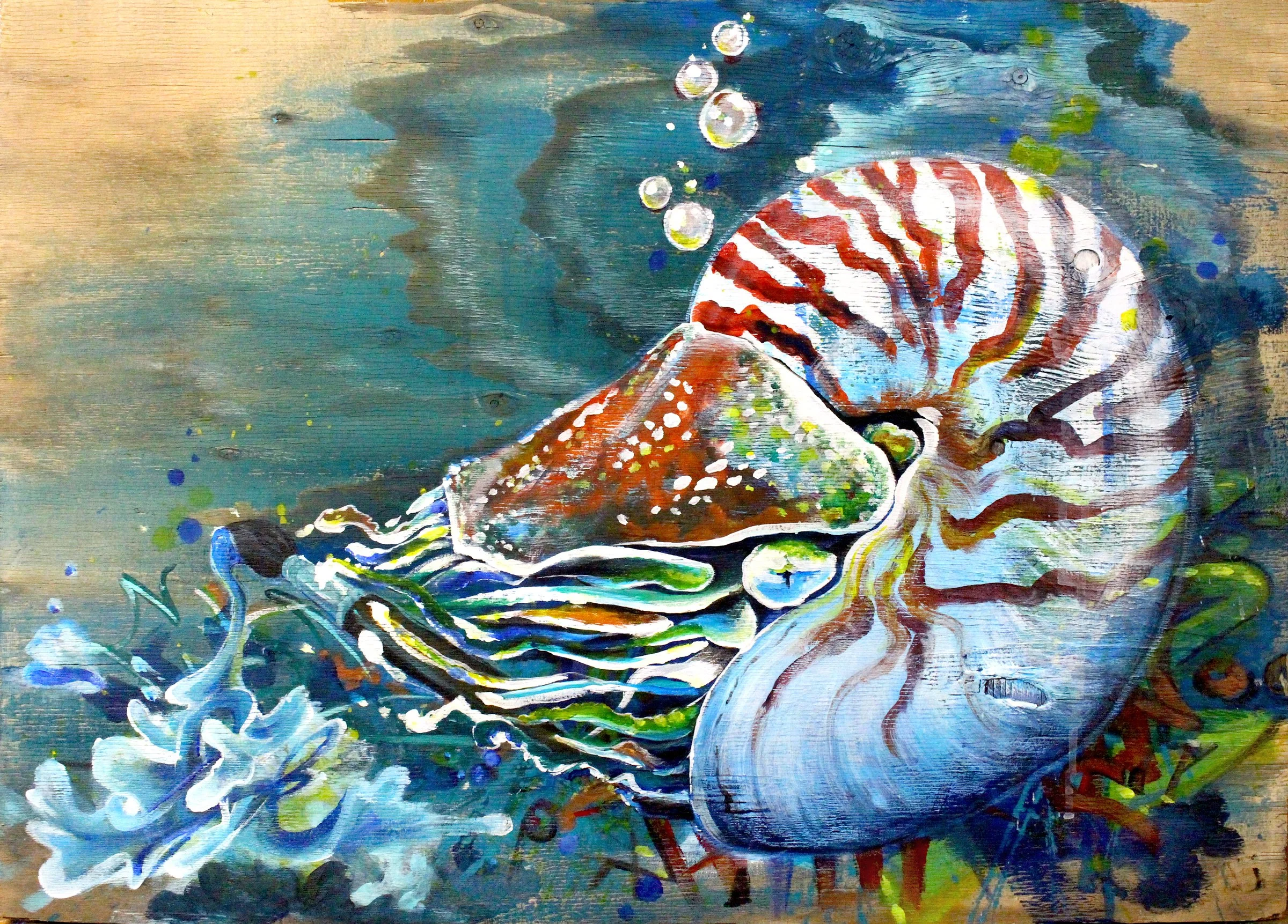 Nautilus_300.jpg