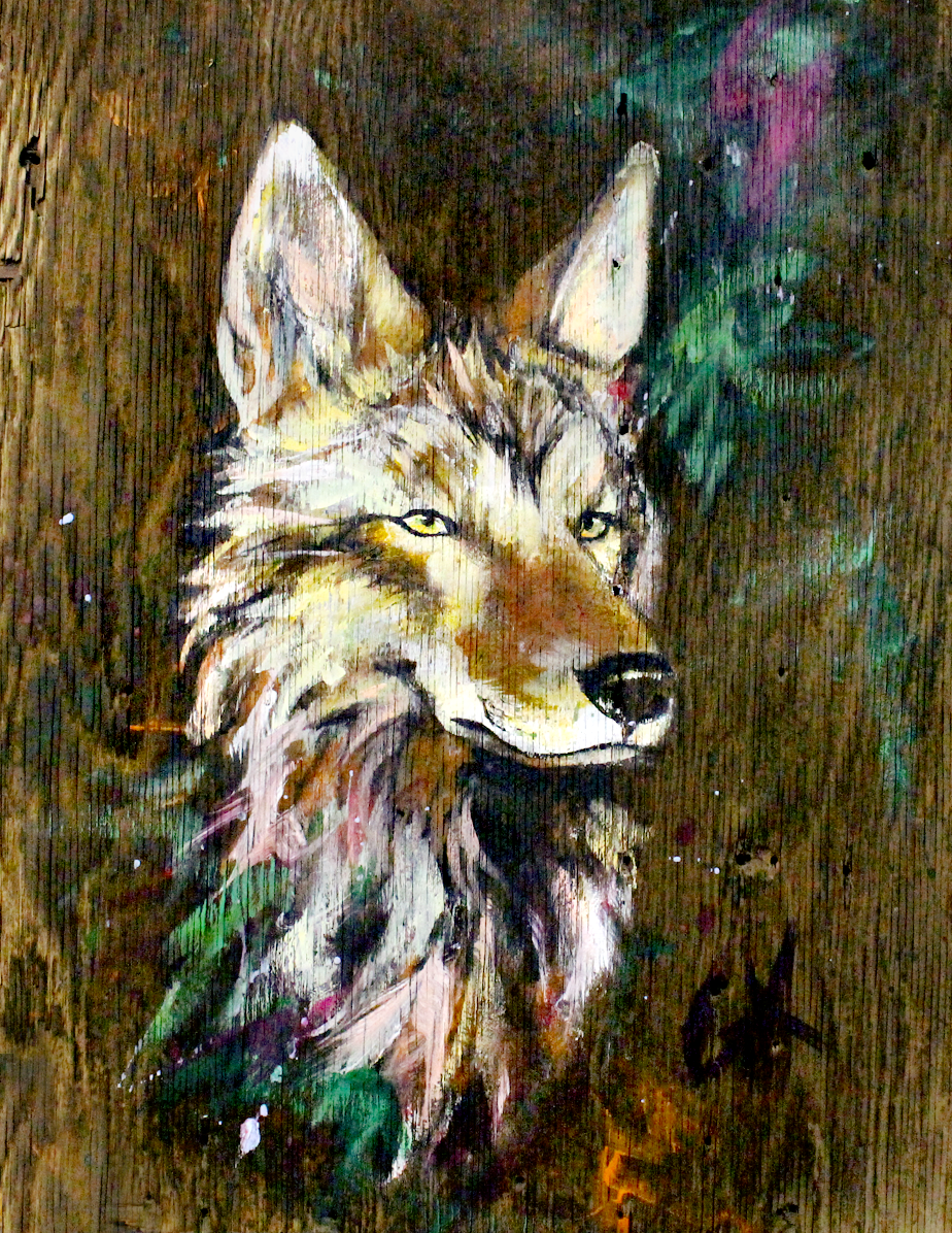 Coyote