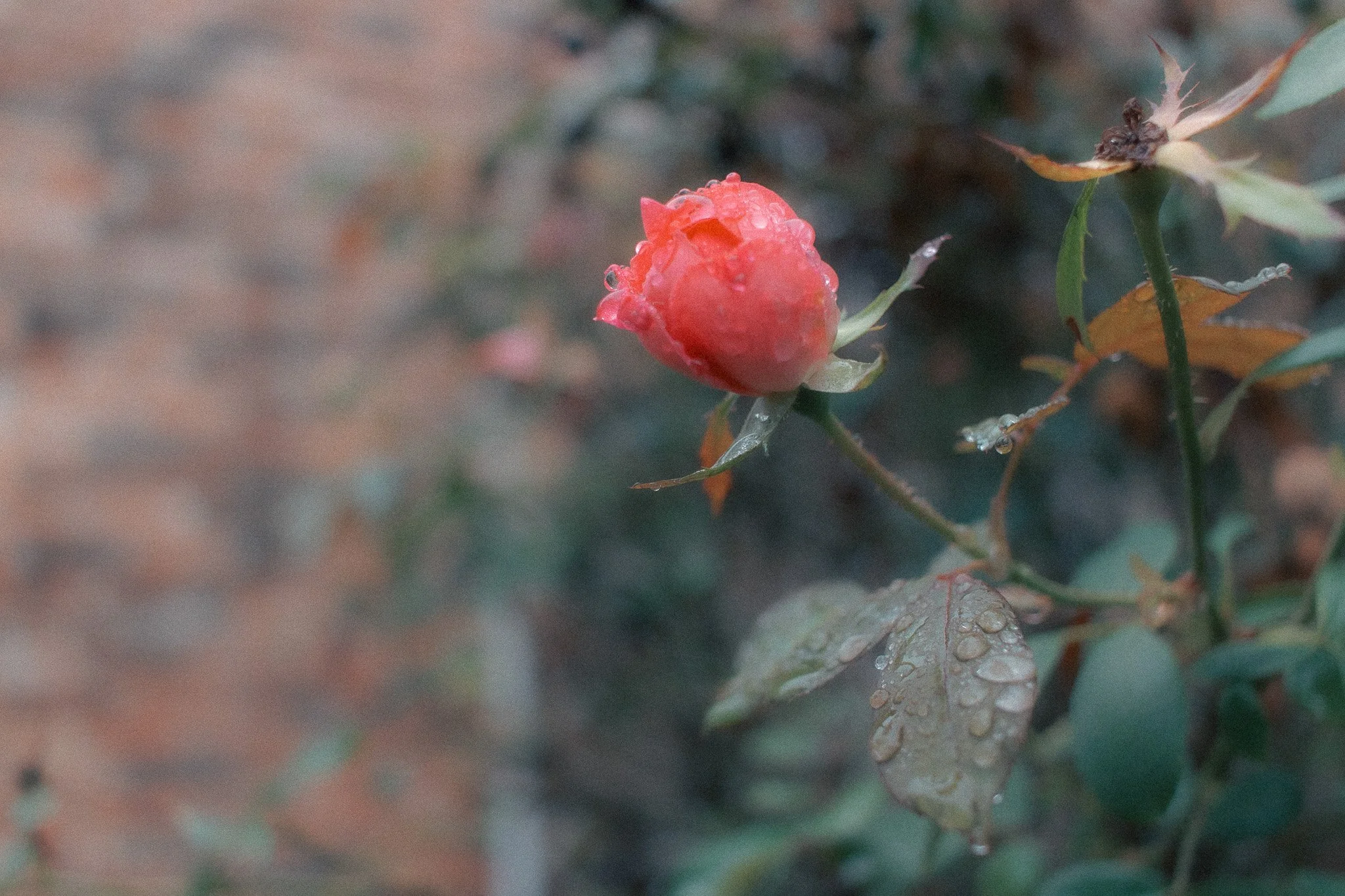 IMG_6817.jpg