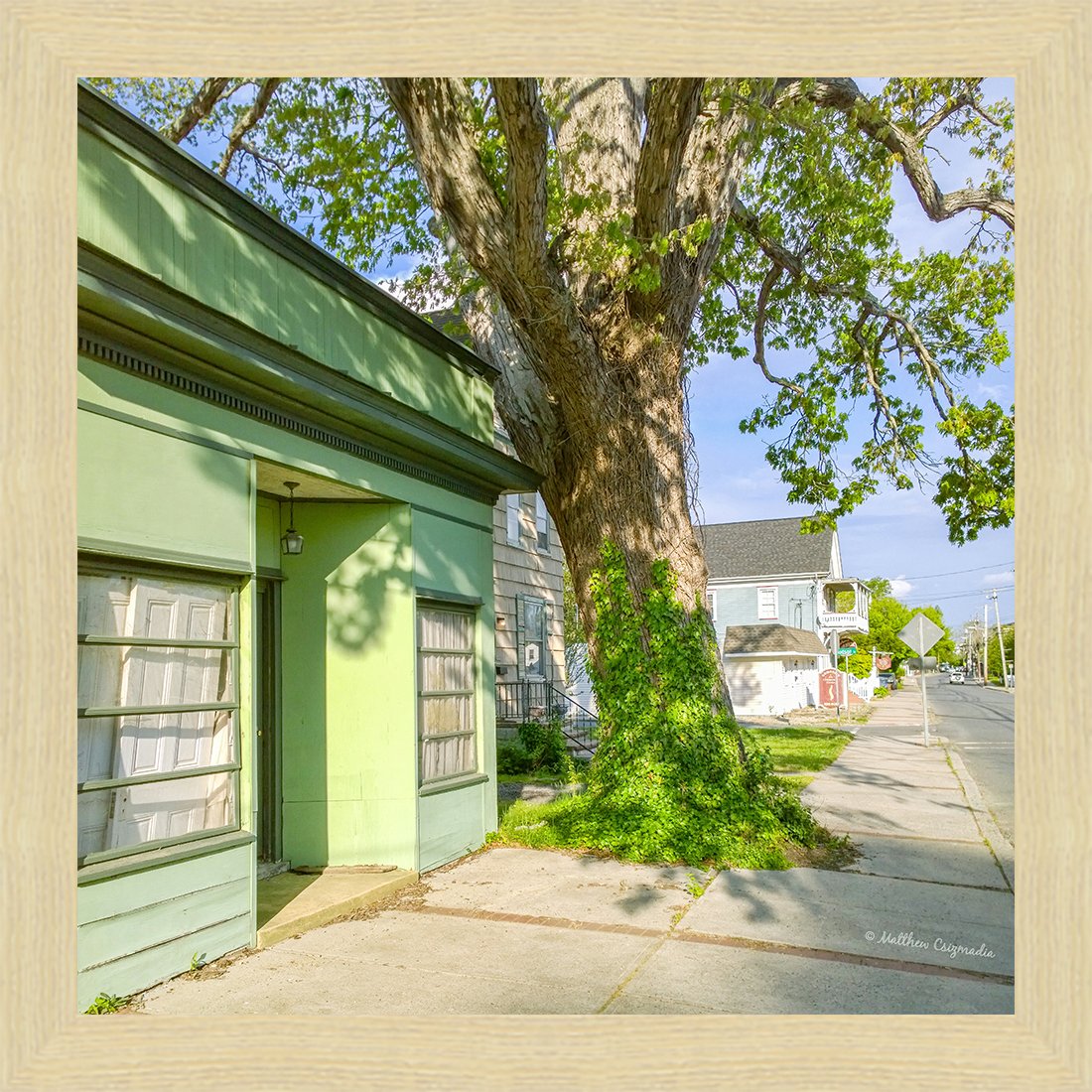 ivy-tree-mays-landing-matthew-csizmadia.jpg