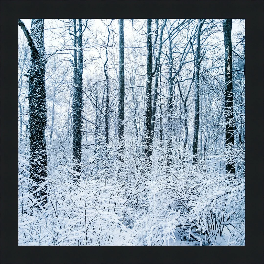 snow-ice-frozen-trees-blizzard-matthew-csizmadia.jpg