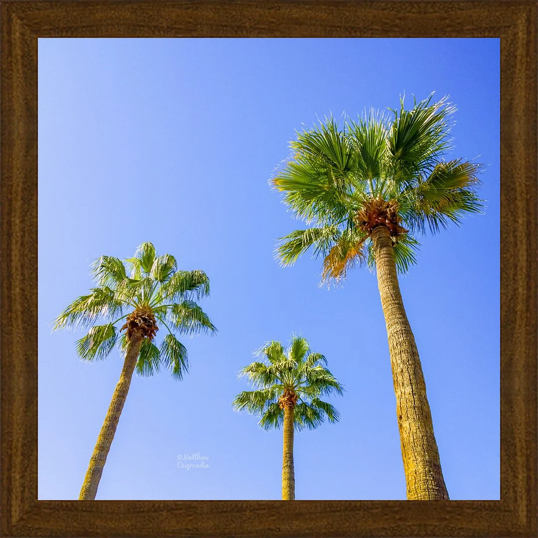 three-palm-trees-matthew-csizmadia.jpg