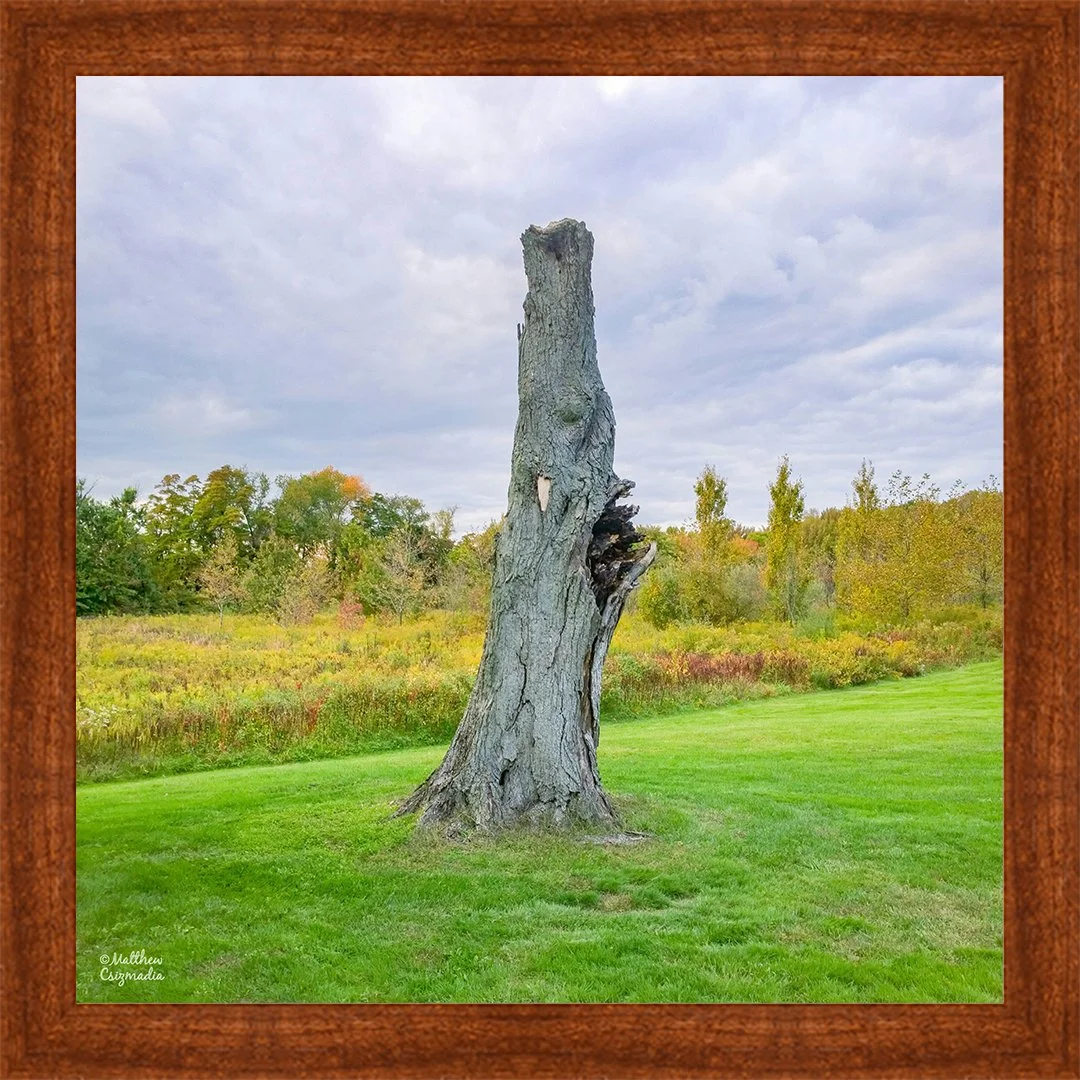 tree-stump-autumn-matthew-csizmadia.jpg