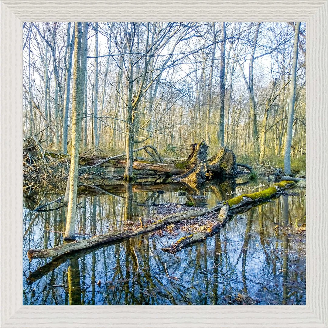 vernal-pools-fallen-trees-woods-water-reflections-matthew-csizmadia.jpg
