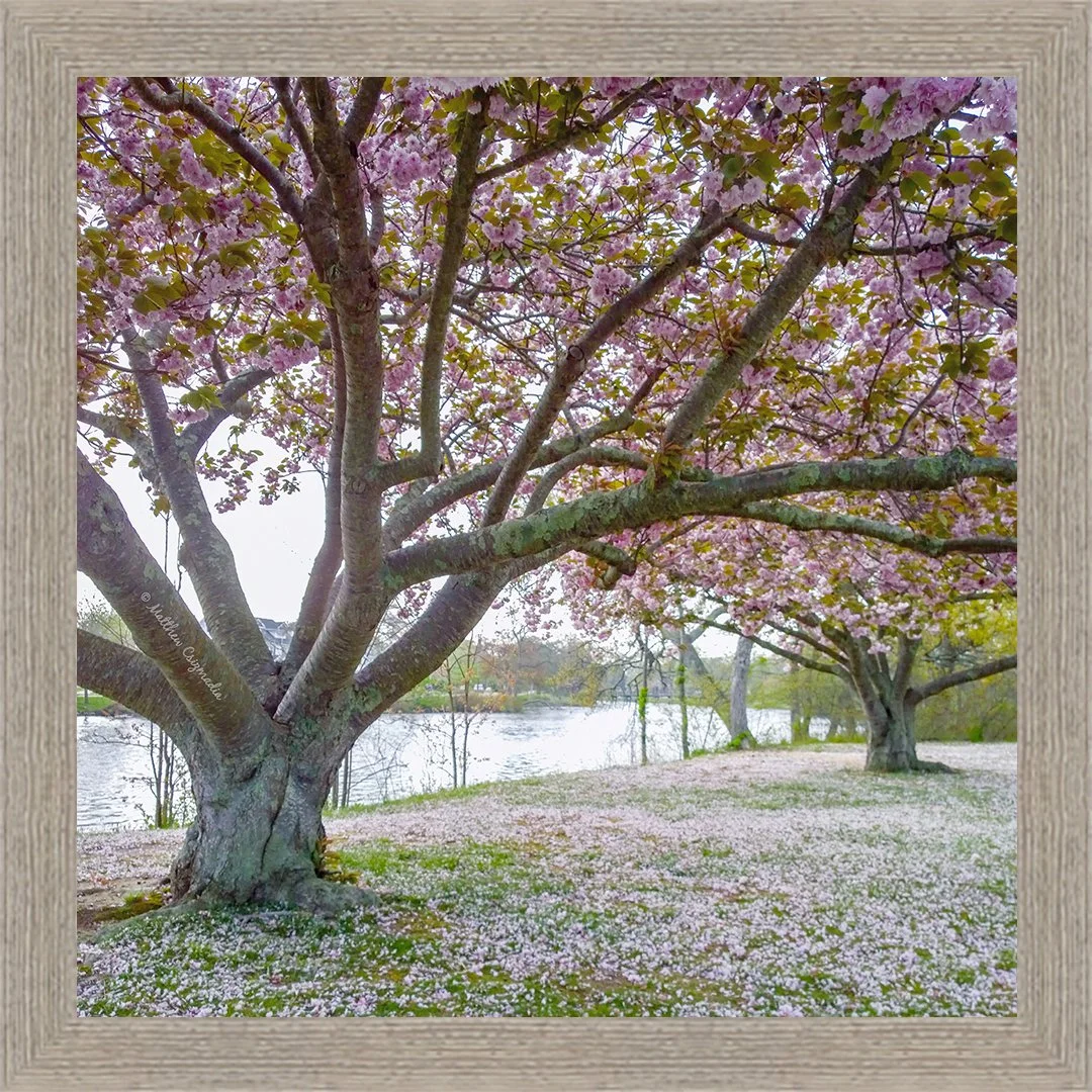 spring-lake-wreck-pond-pink-trees-matthew-csizmadia.jpg