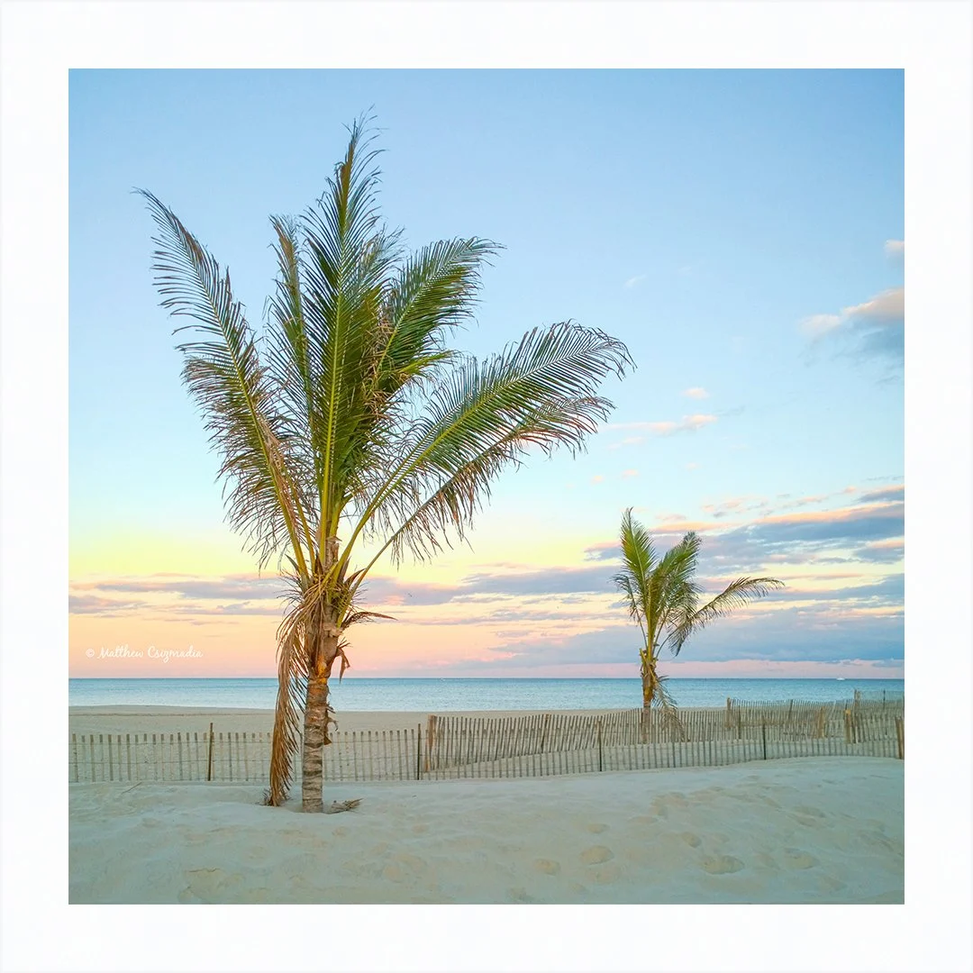 point-pleasant-palm-trees-matthew-csizmadia.jpg