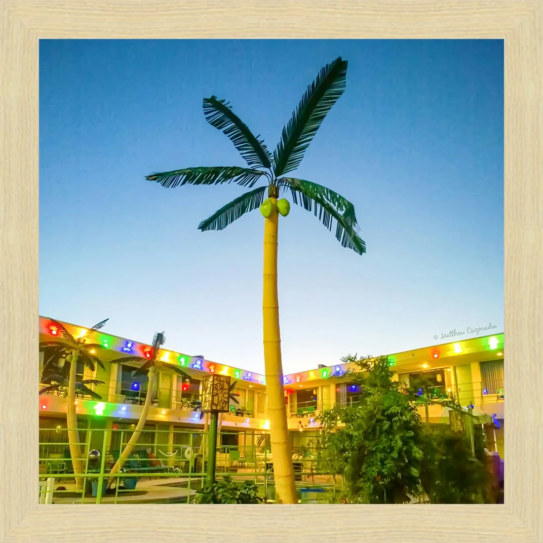 caribbean-motel-palm-tree-wildwood-matthew-csizmadia.jpg