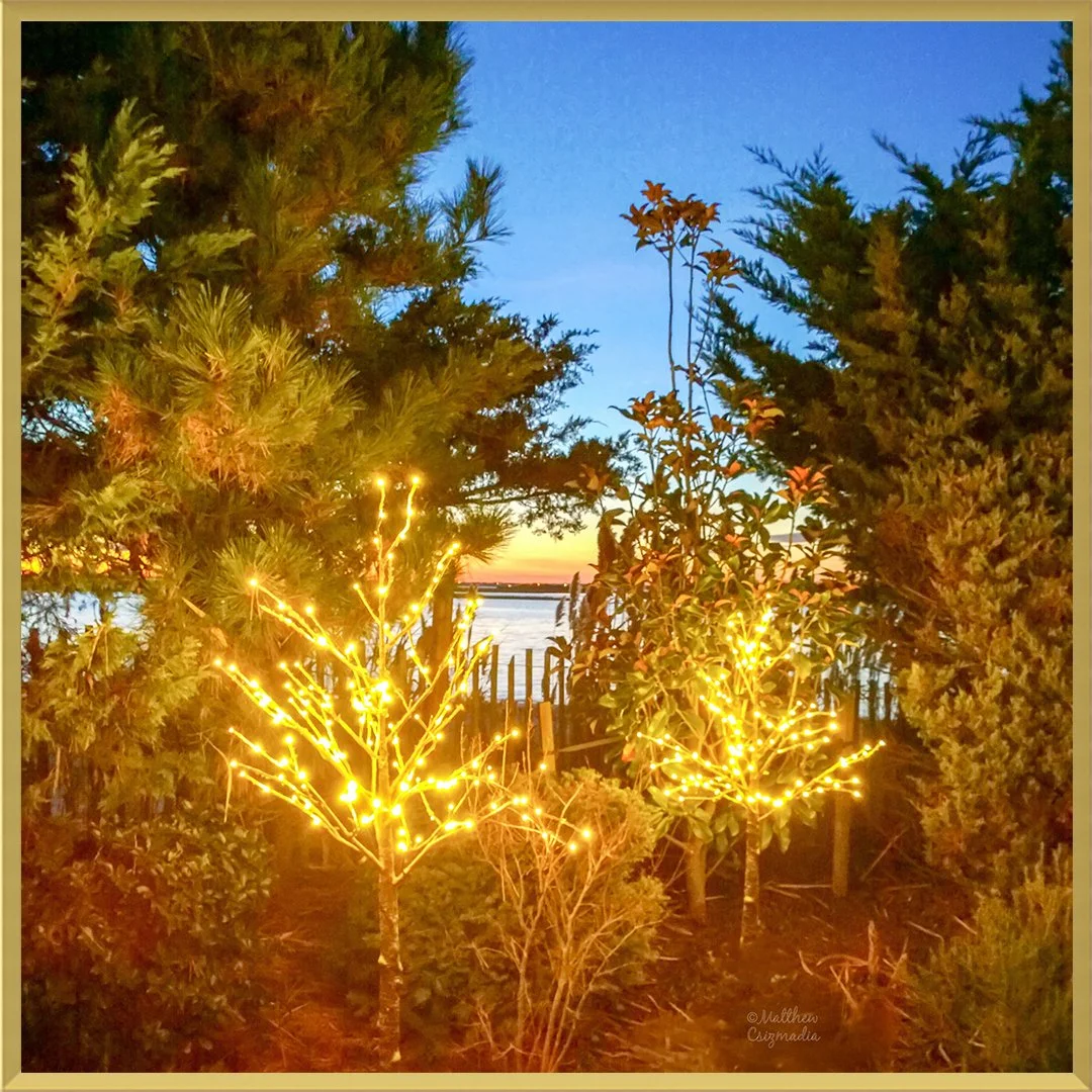 sunset-point-park-lbi-gold-trees-matthew-csizmadia.jpg
