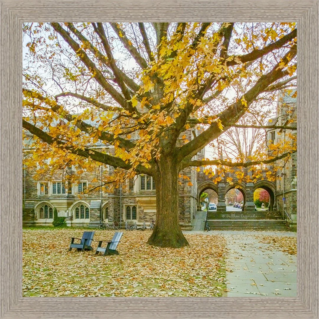 princeton-university-campus-old-tree-matthew-csizmadia.jpg