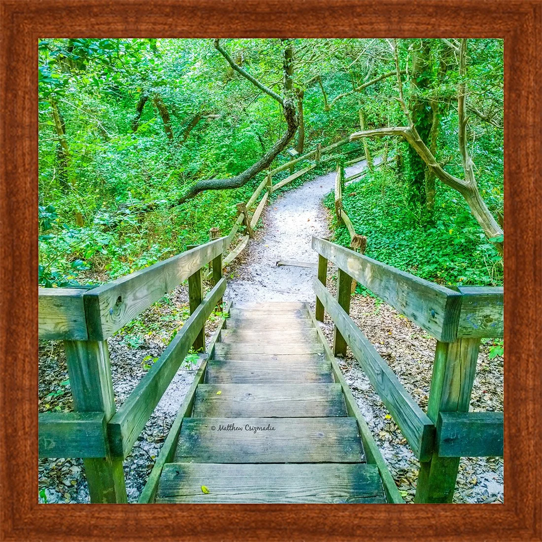 barnegat-light-maritime-forest-trail-matthew-csizmadia.jpg
