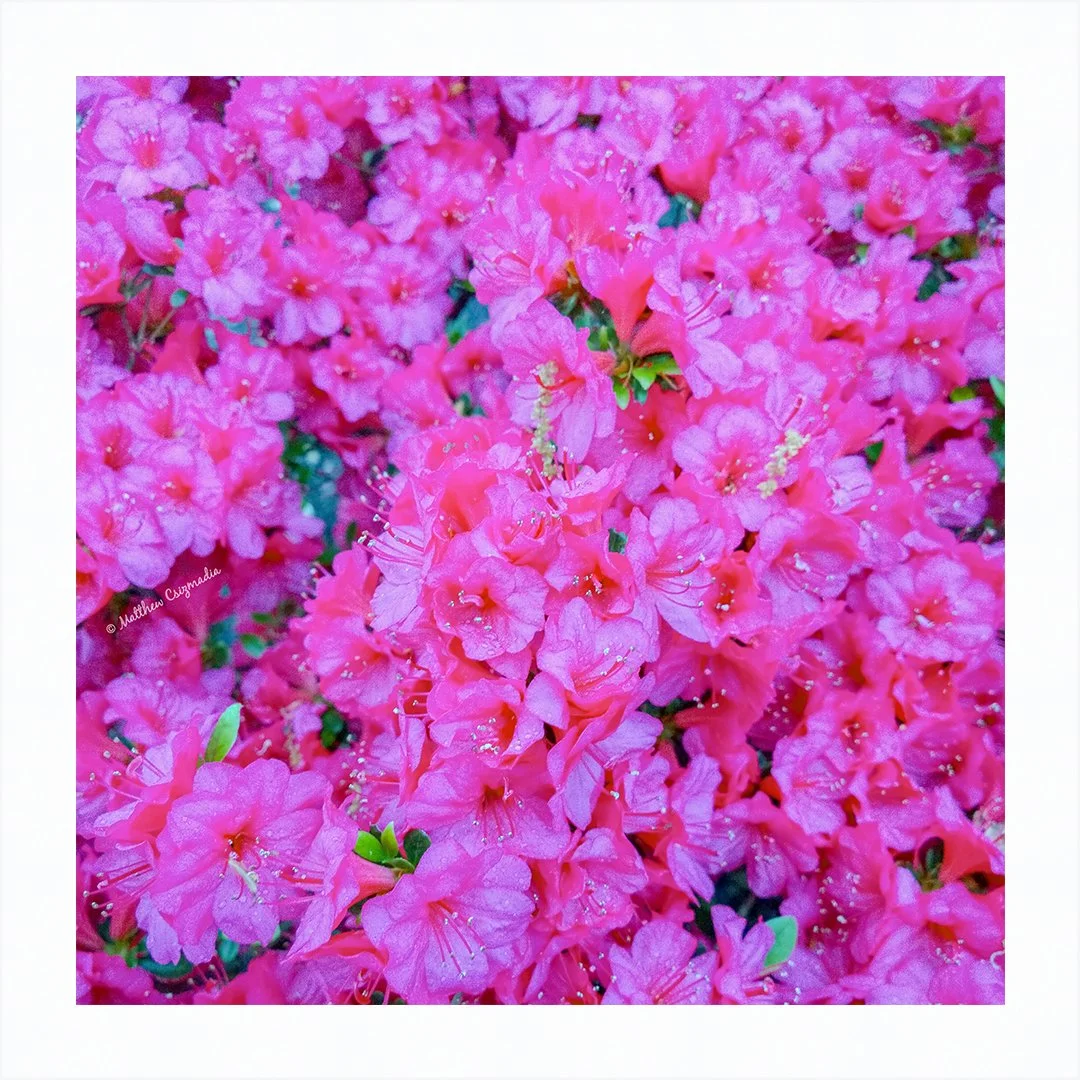 Magenta