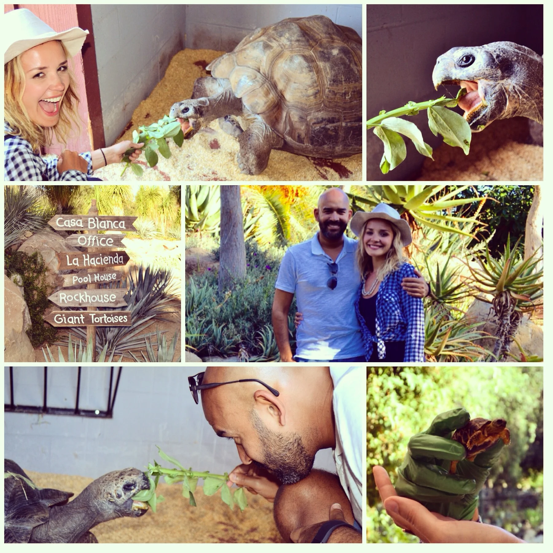 Ojai Turtle Conservancy 