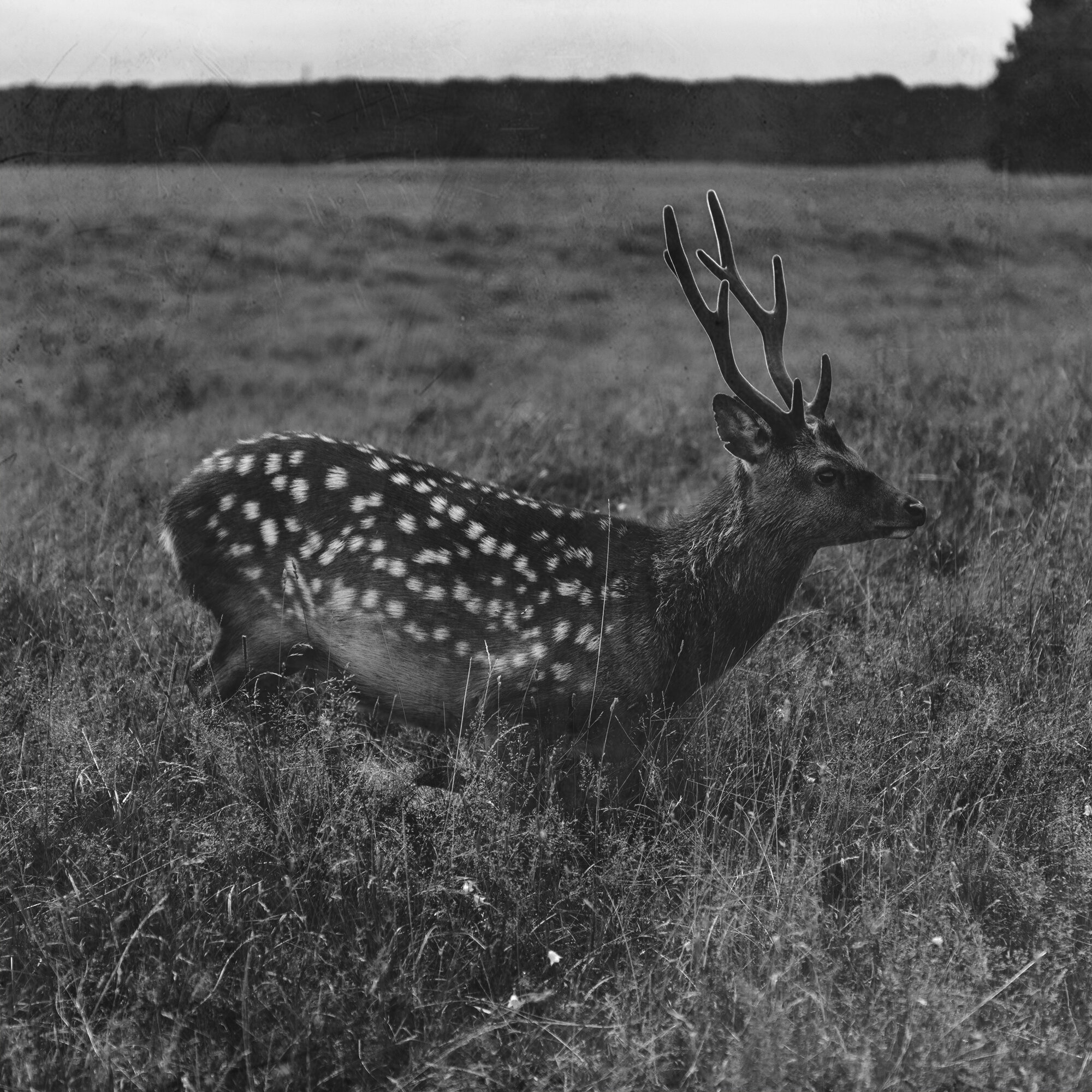 Deer4(online).jpg
