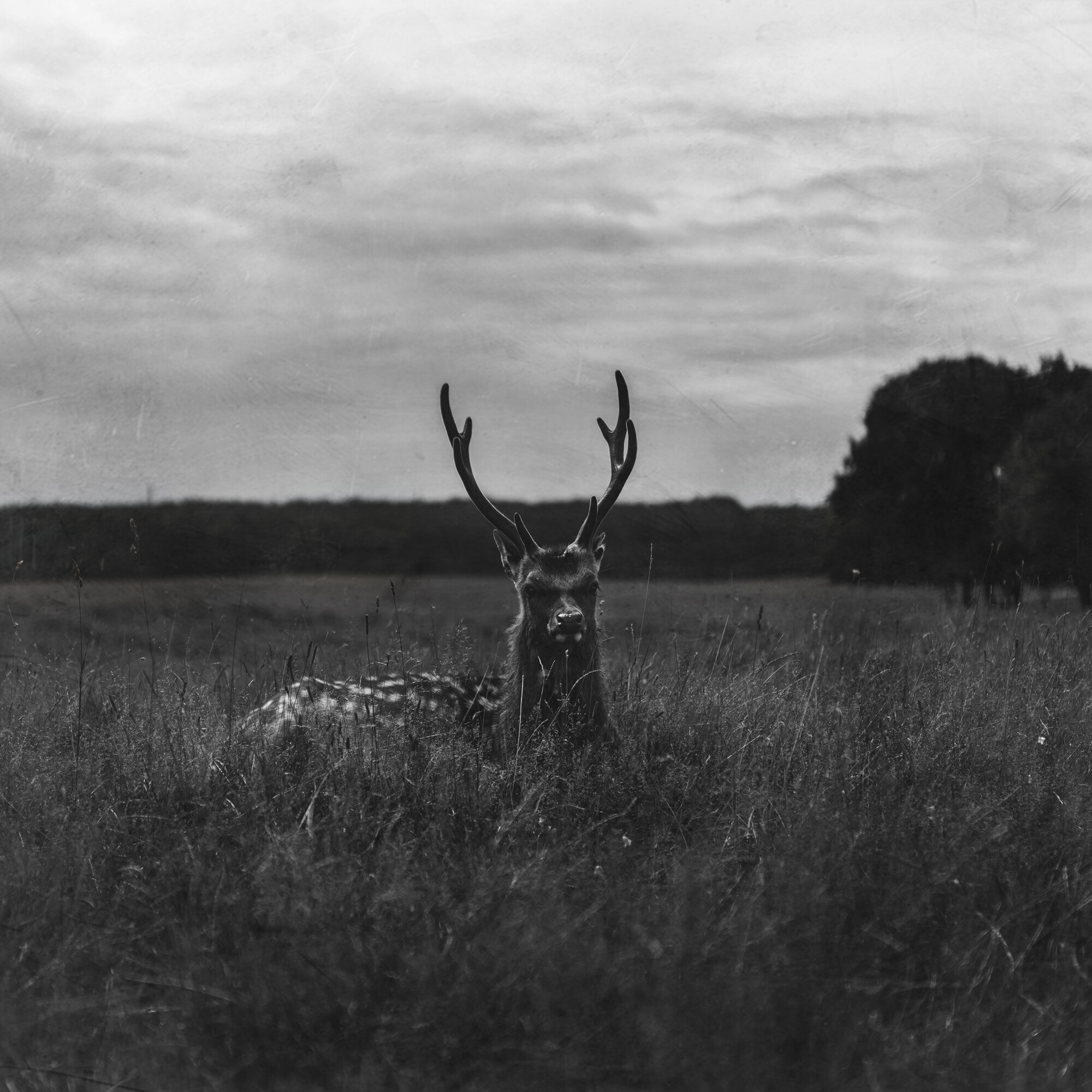 Deer5(online).jpg