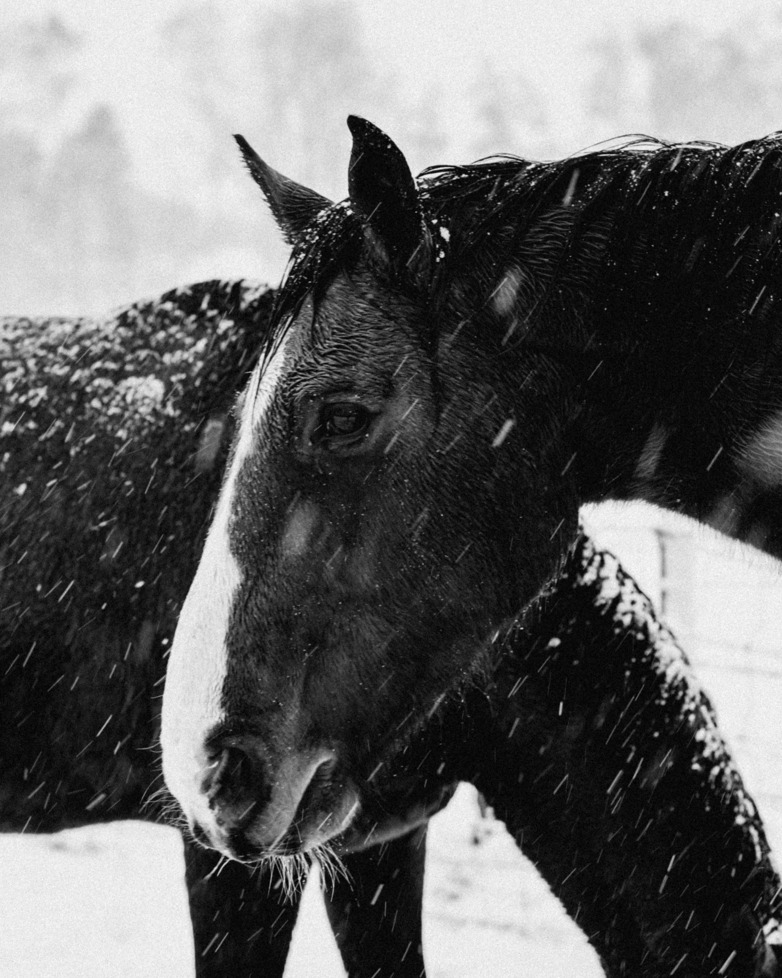 _DSC1717bw%28online%29.jpg